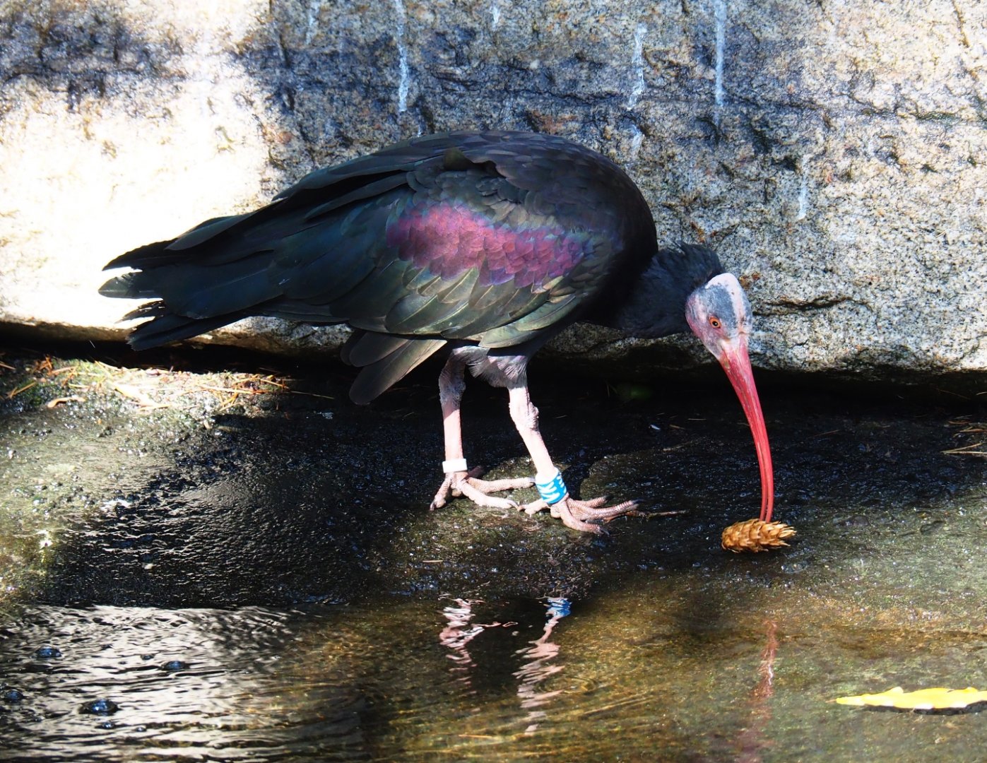 Waldrapp (Geronticus eremita)