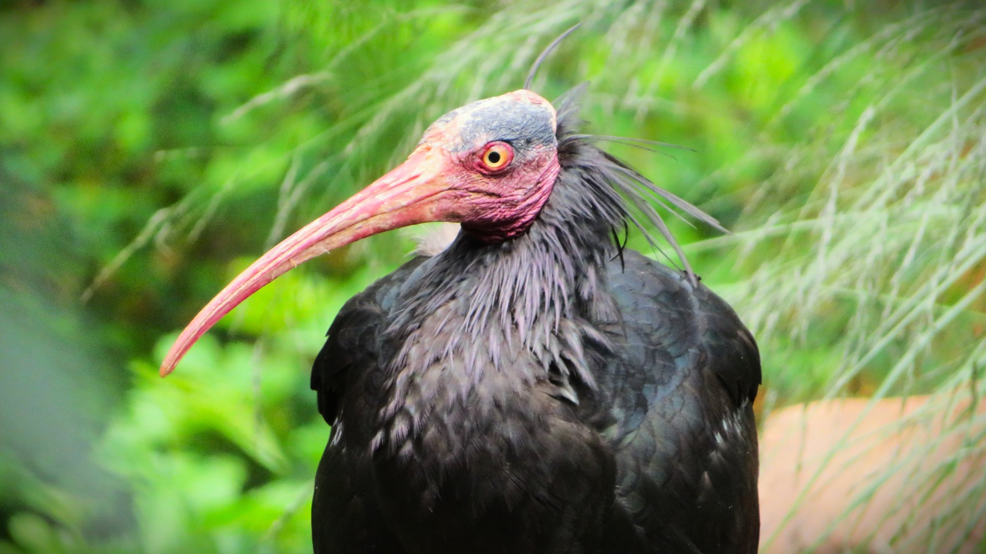 Waldrapp (Geronticus eremita)