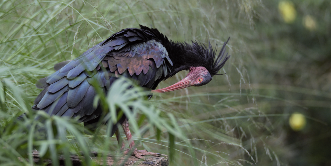 Waldrapp (Geronticus eremita)