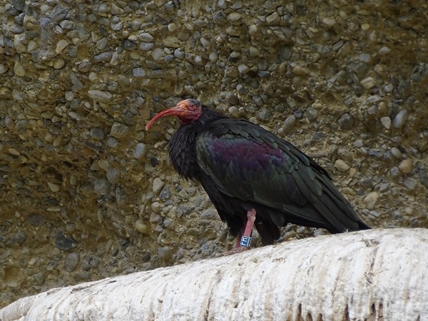 Waldrapp (Geronticus eremita)
