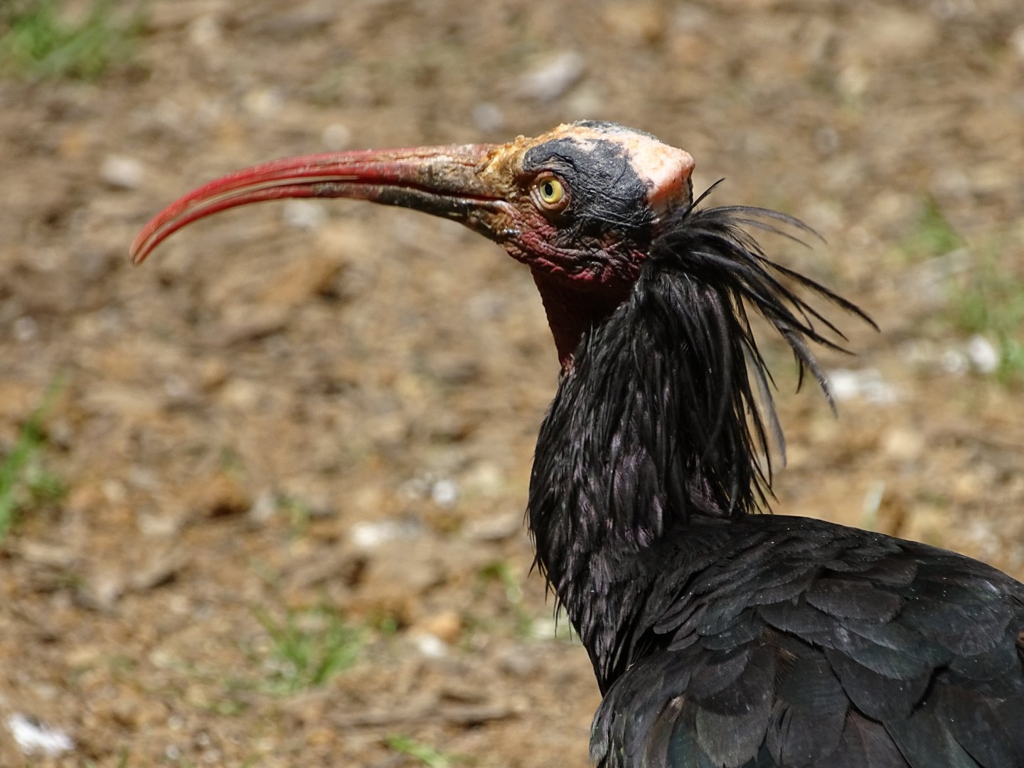 Waldrapp (Geronticus eremita)