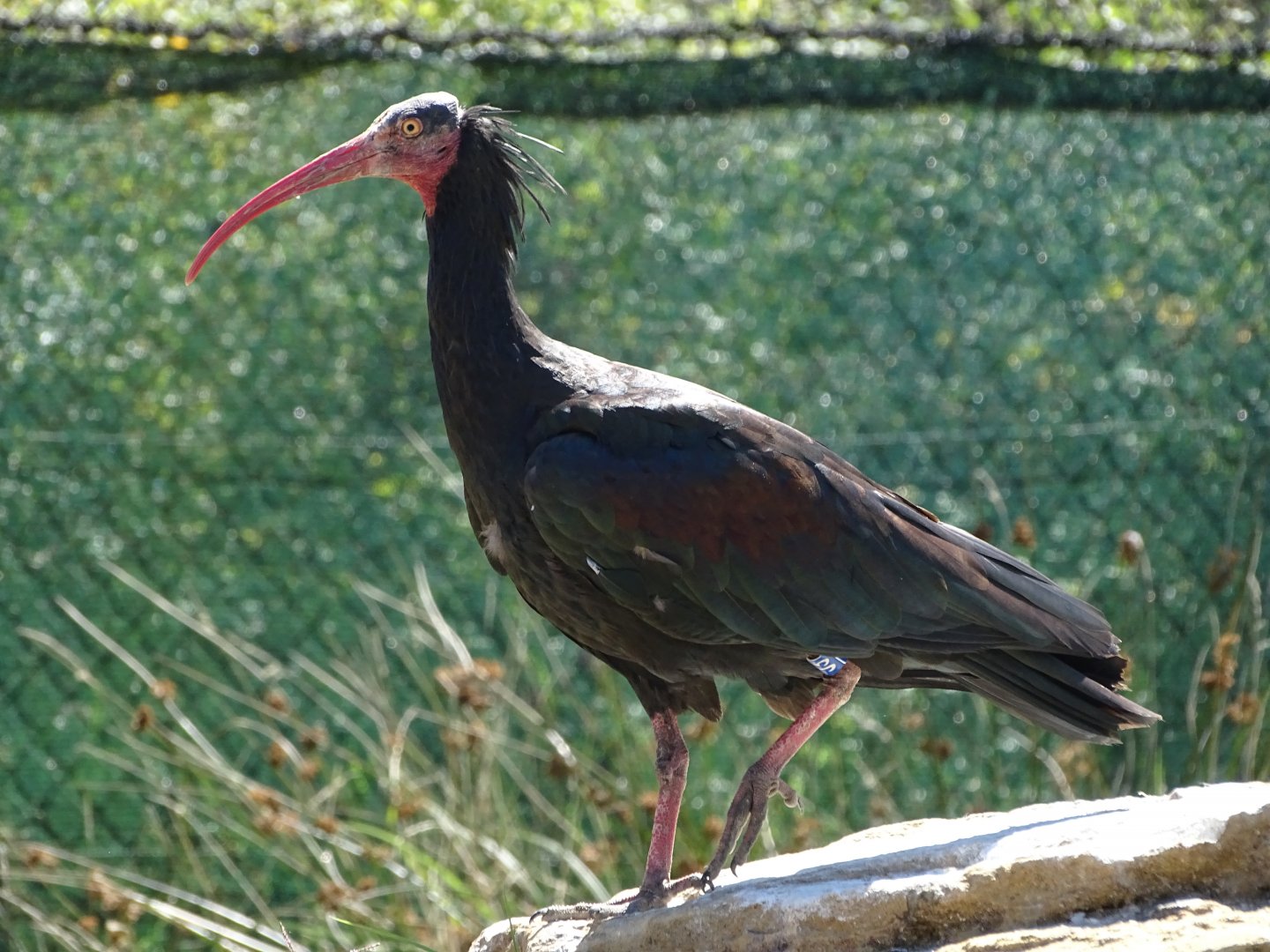 Waldrapp (Geronticus eremita)