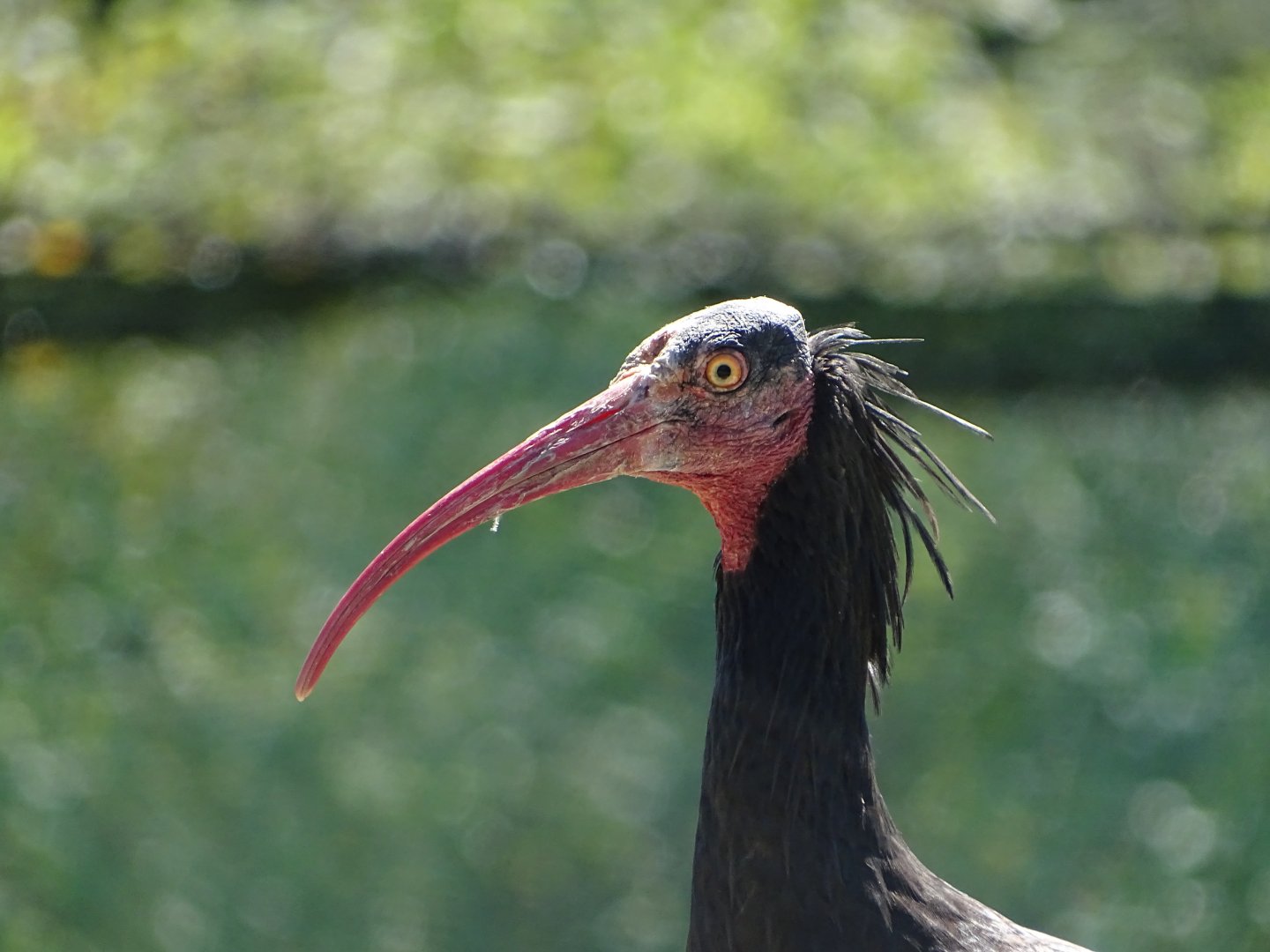 Waldrapp (Geronticus eremita)
