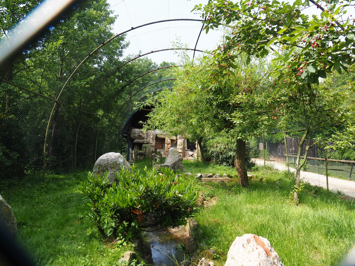 Waldrapp, Hamerkop and Southern ground hornbill aviary, 2021-06-15