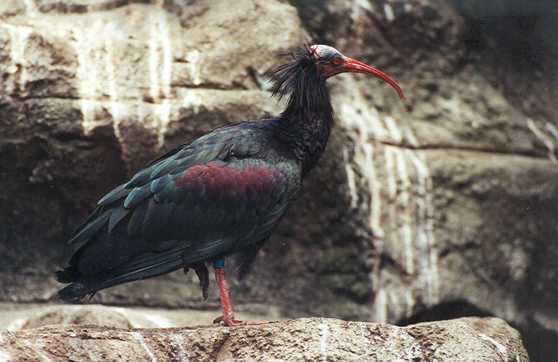 Waldrapp Ibis - 1999