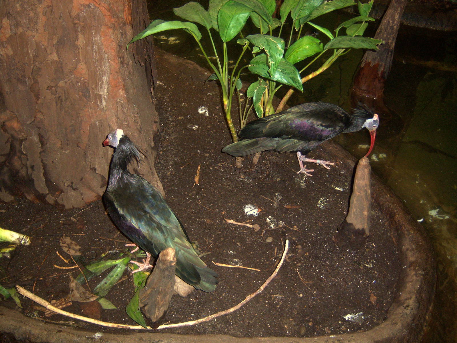 Waldrapp Ibis - 2009