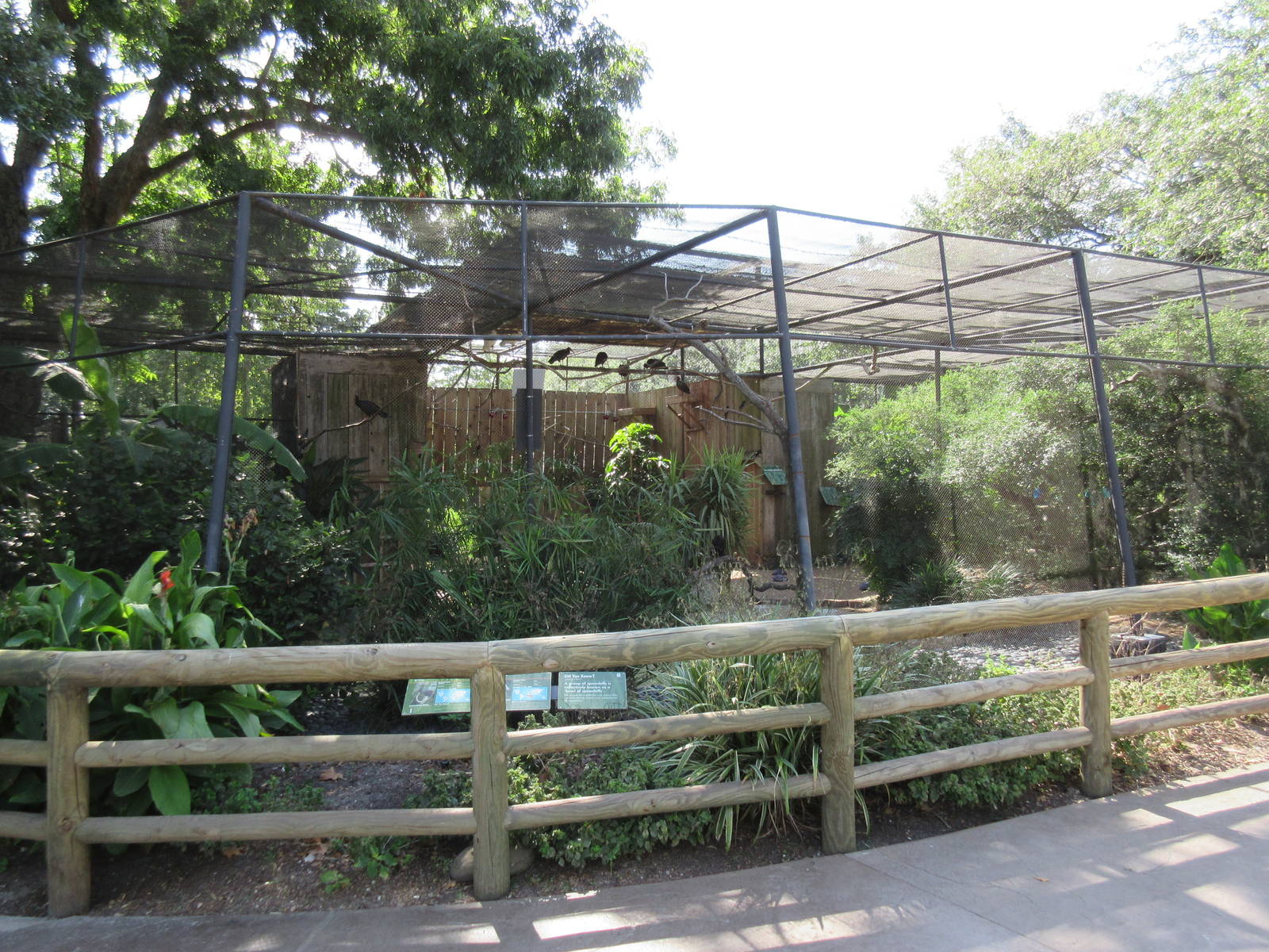 Waldrapp Ibis/African Spoonbill Exhibit