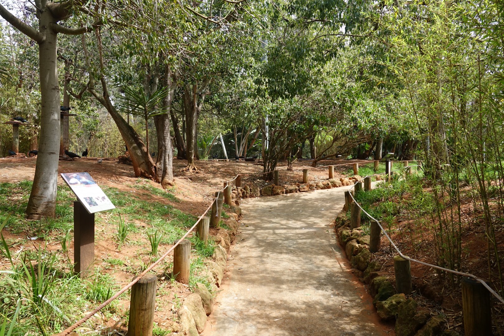 Waldrapp Ibis and Glossy Ibis Walkthrough Aviary