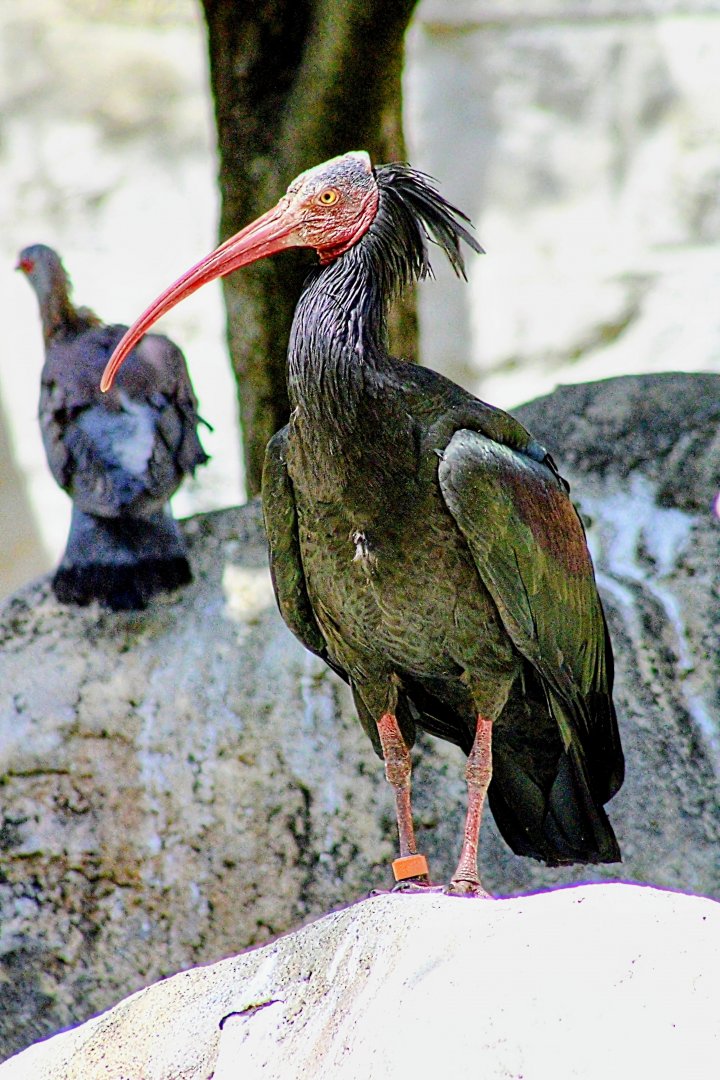 Waldrapp Ibis and Speckled Pigeon