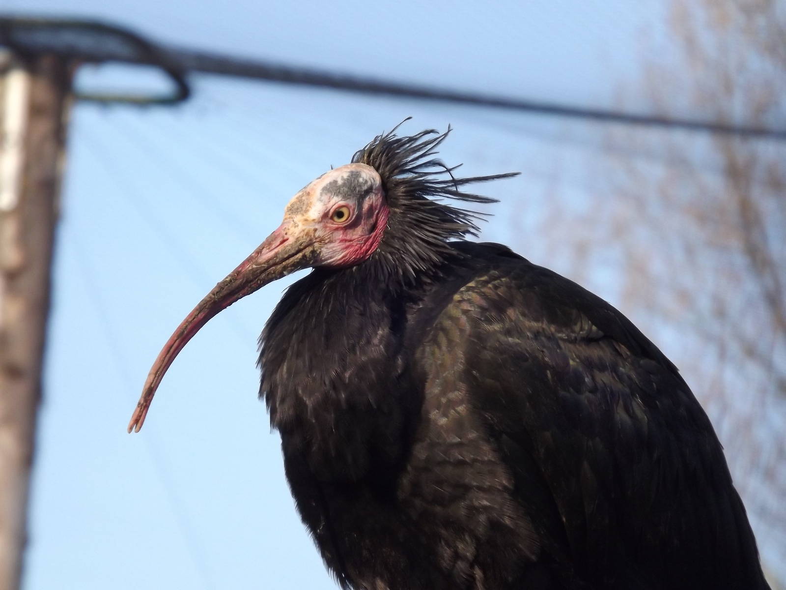 Waldrapp Ibis at Blackpool Zoo 15/01/12