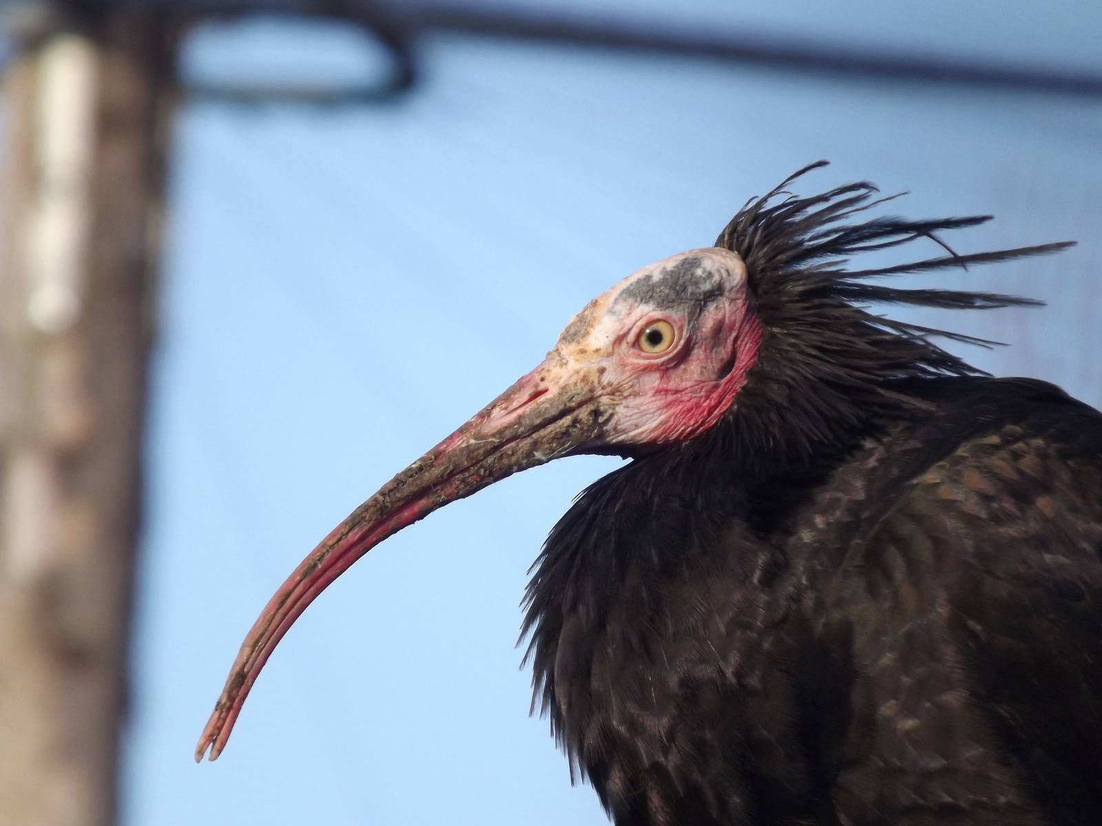 Waldrapp Ibis at Blackpool Zoo 15/01/12