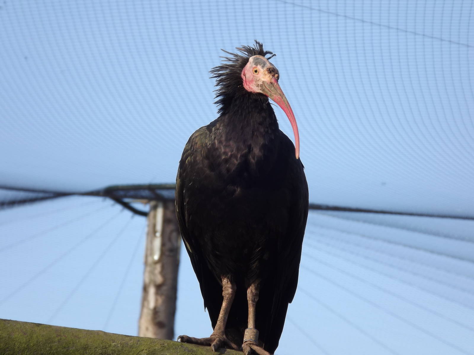 Waldrapp Ibis at Blackpool Zoo 15/01/12