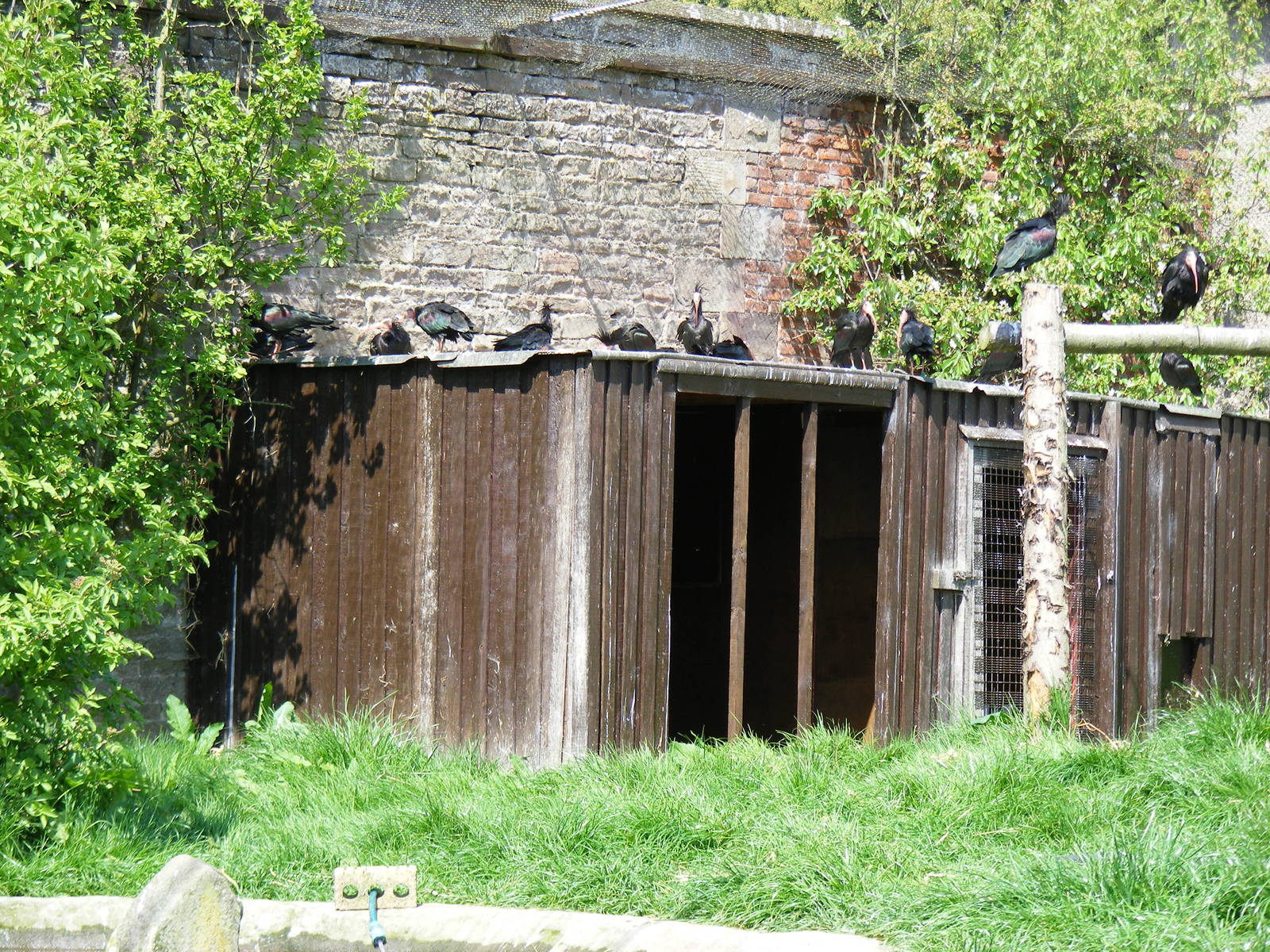 Waldrapp ibis at Camperdown Wildlife Centre, 18 May 2010