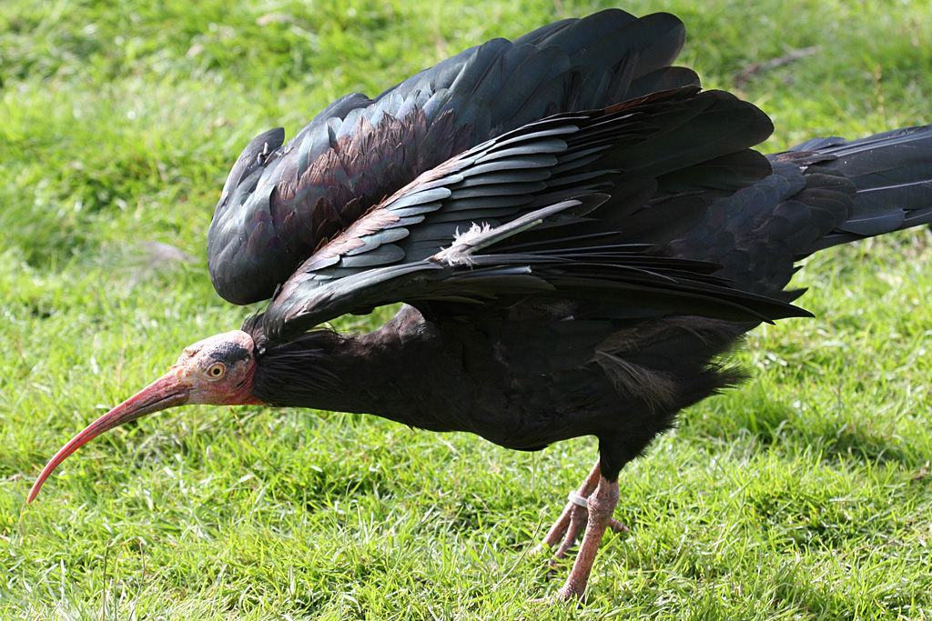 Waldrapp Ibis at Peak Wildlife Park 05/09/2015