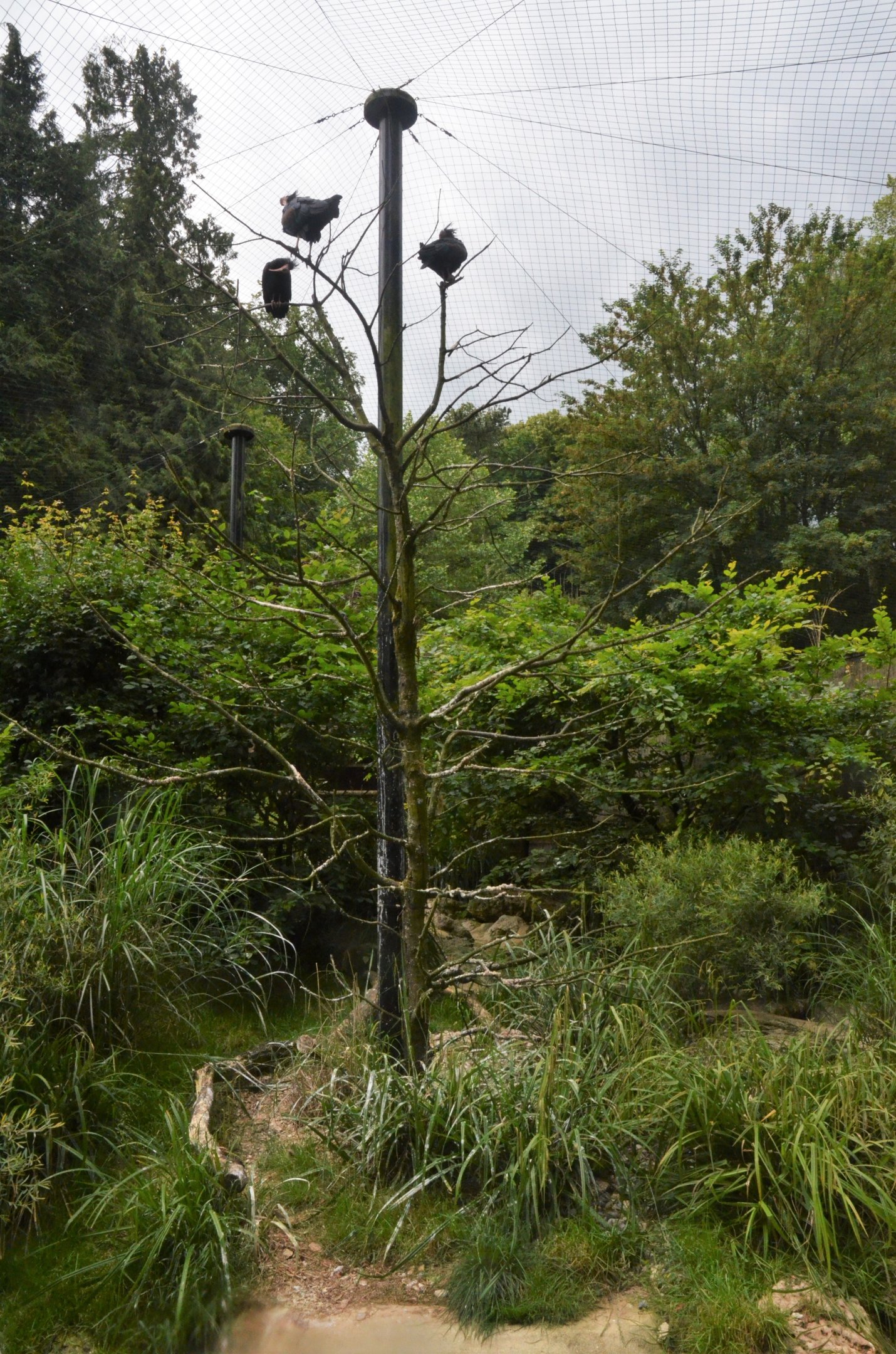 Waldrapp Ibis Aviary at Clères, 16/06/18