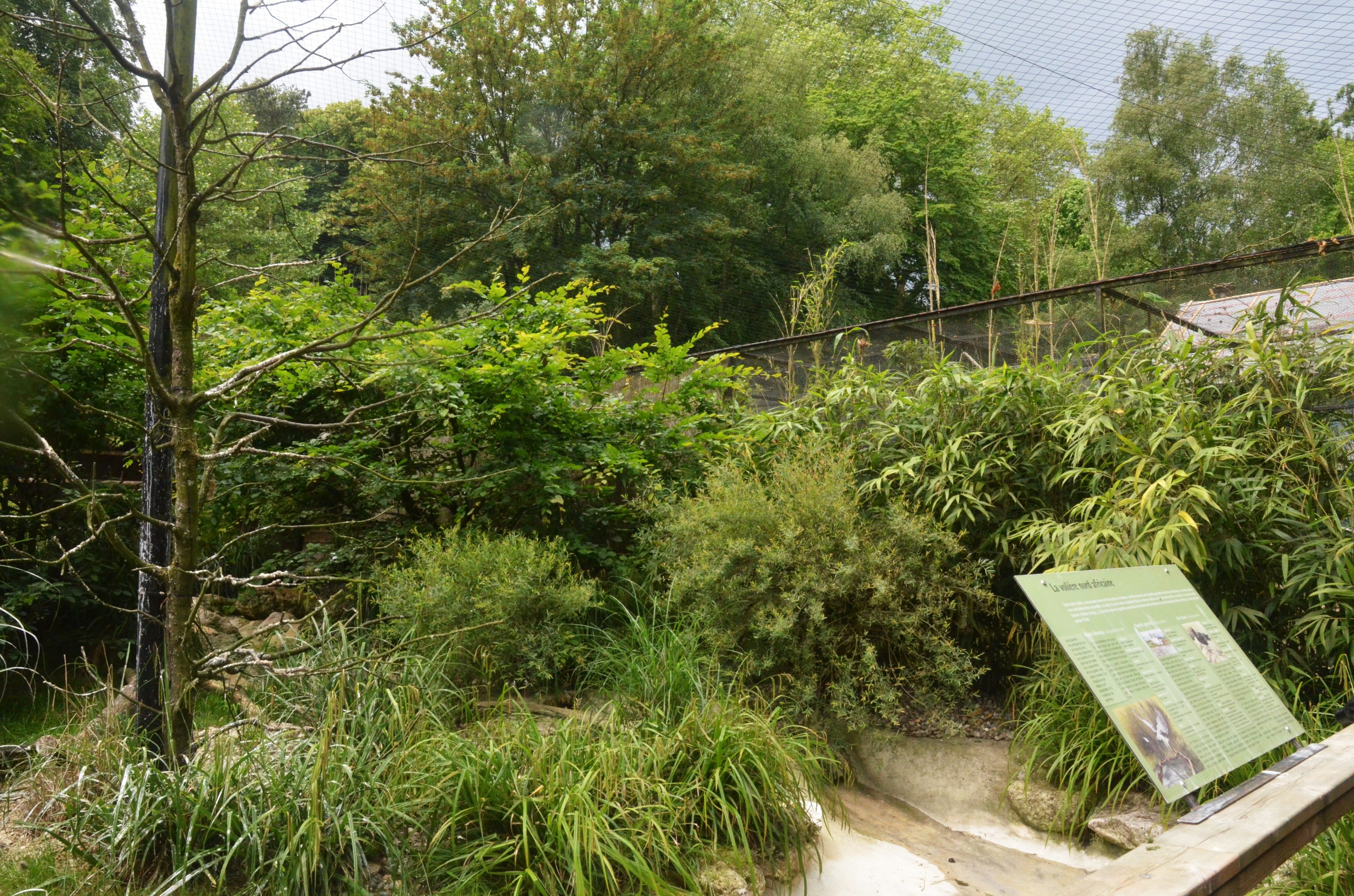 Waldrapp Ibis Aviary at Clères, 16/06/18