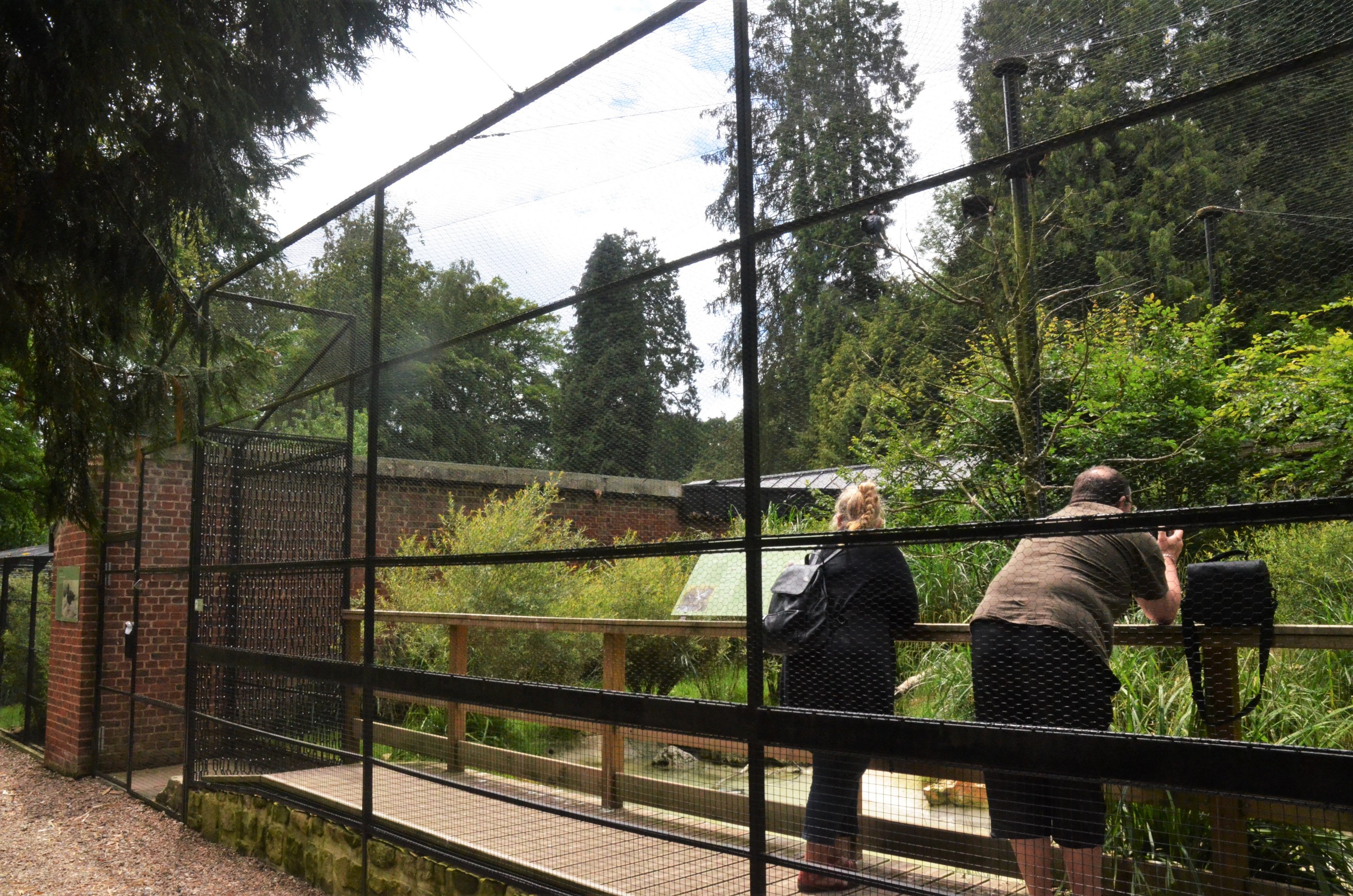 Waldrapp Ibis Aviary at Clères, 16/06/18