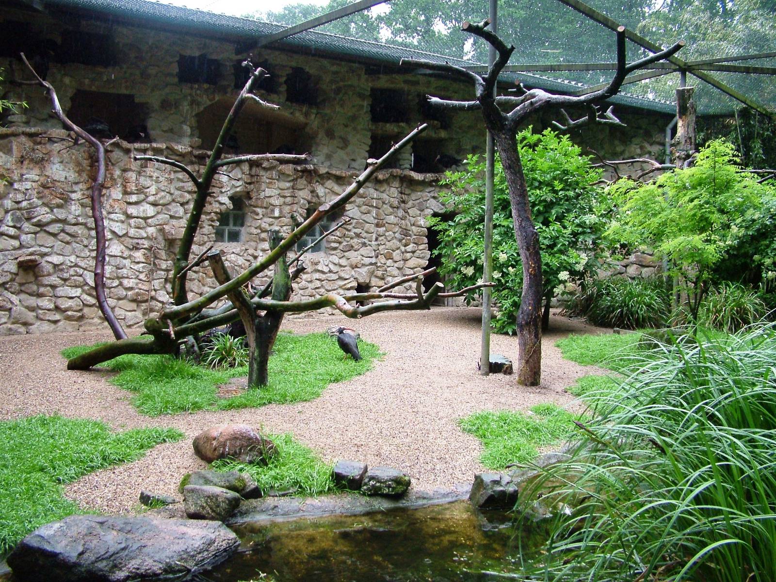 Waldrapp Ibis Aviary at Rheine, 03/06/12