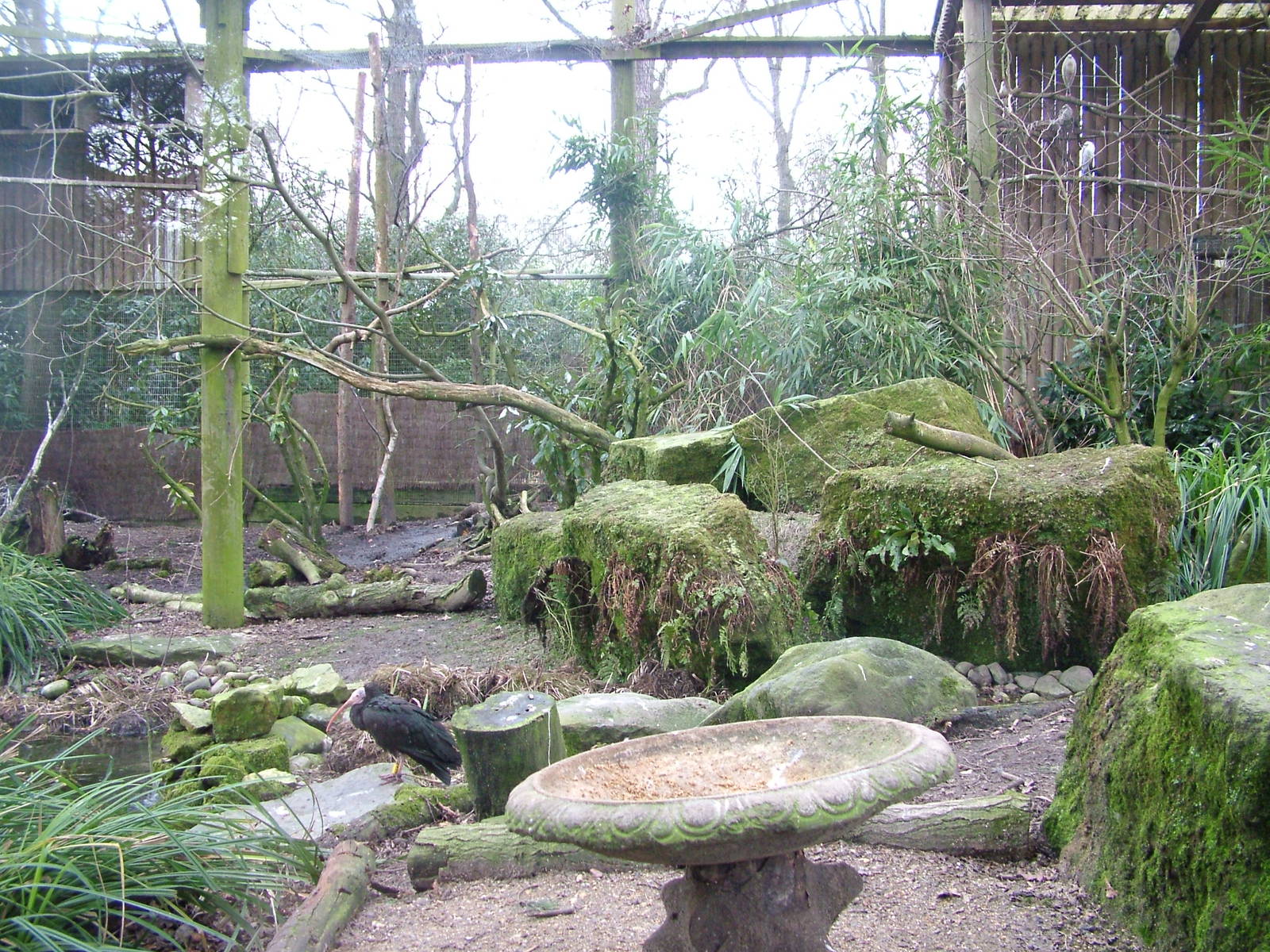 Waldrapp Ibis aviary at Tilgate Nature Centre 14/03/10