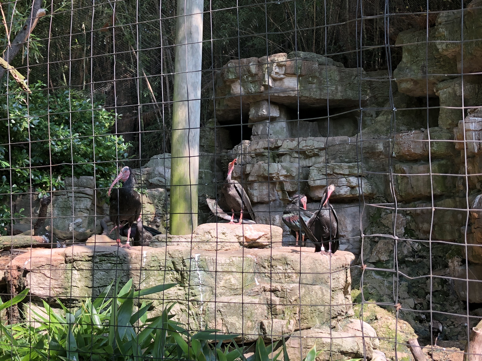 Waldrapp Ibis Aviary