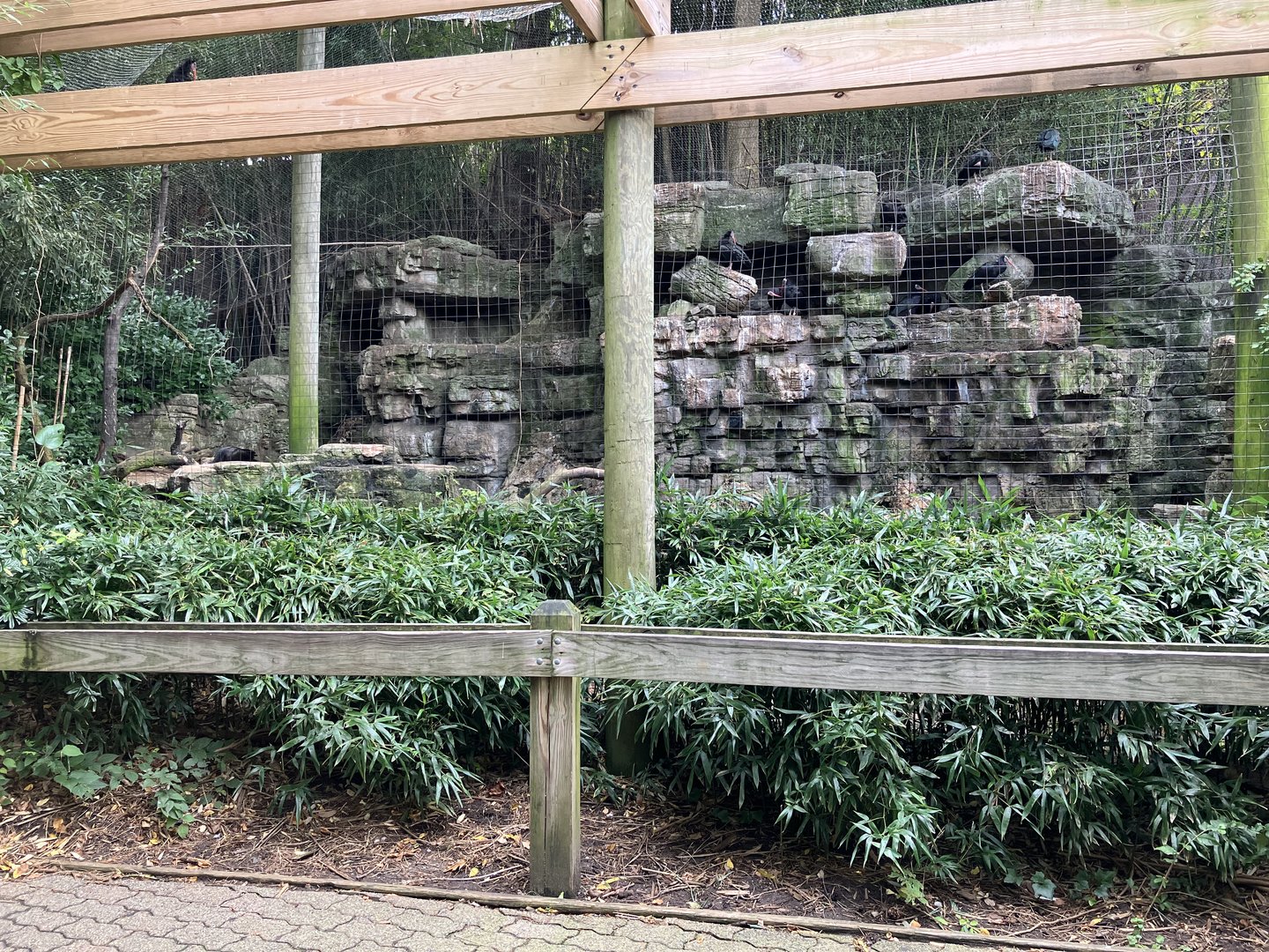 Waldrapp Ibis Aviary