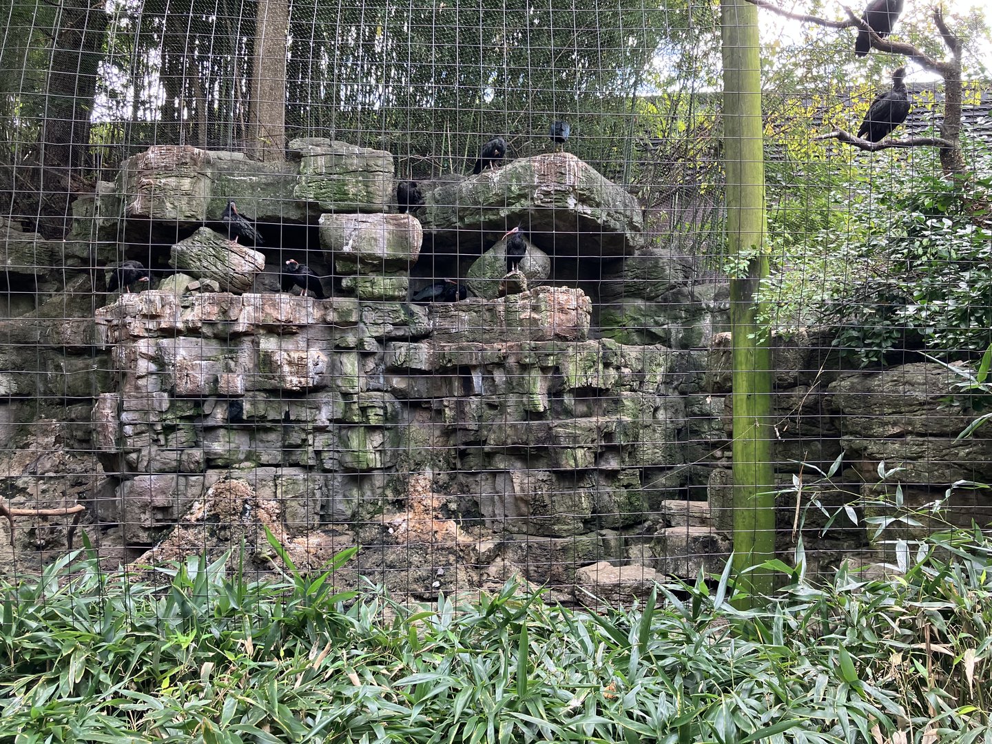 Waldrapp Ibis Aviary