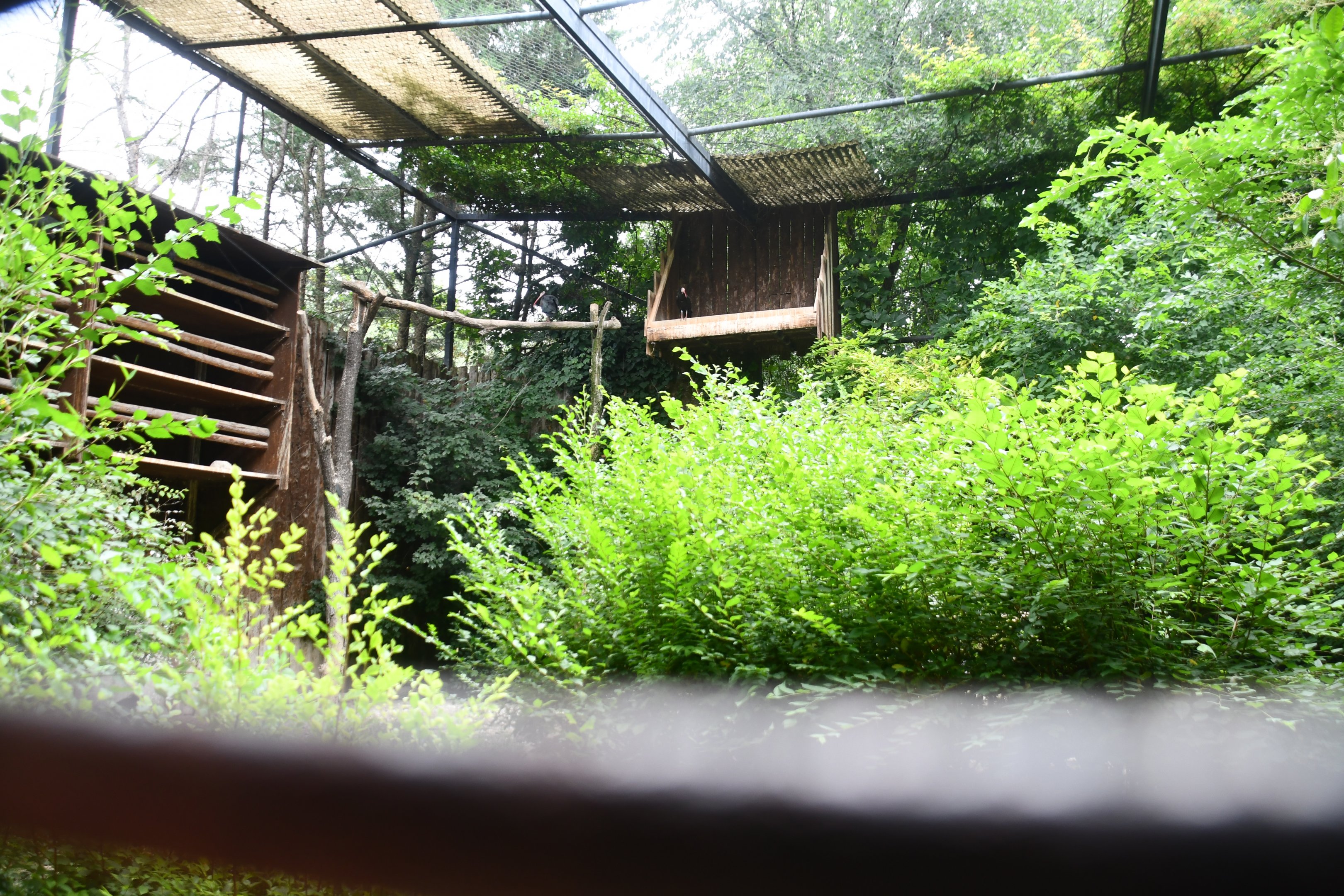 Waldrapp Ibis aviary