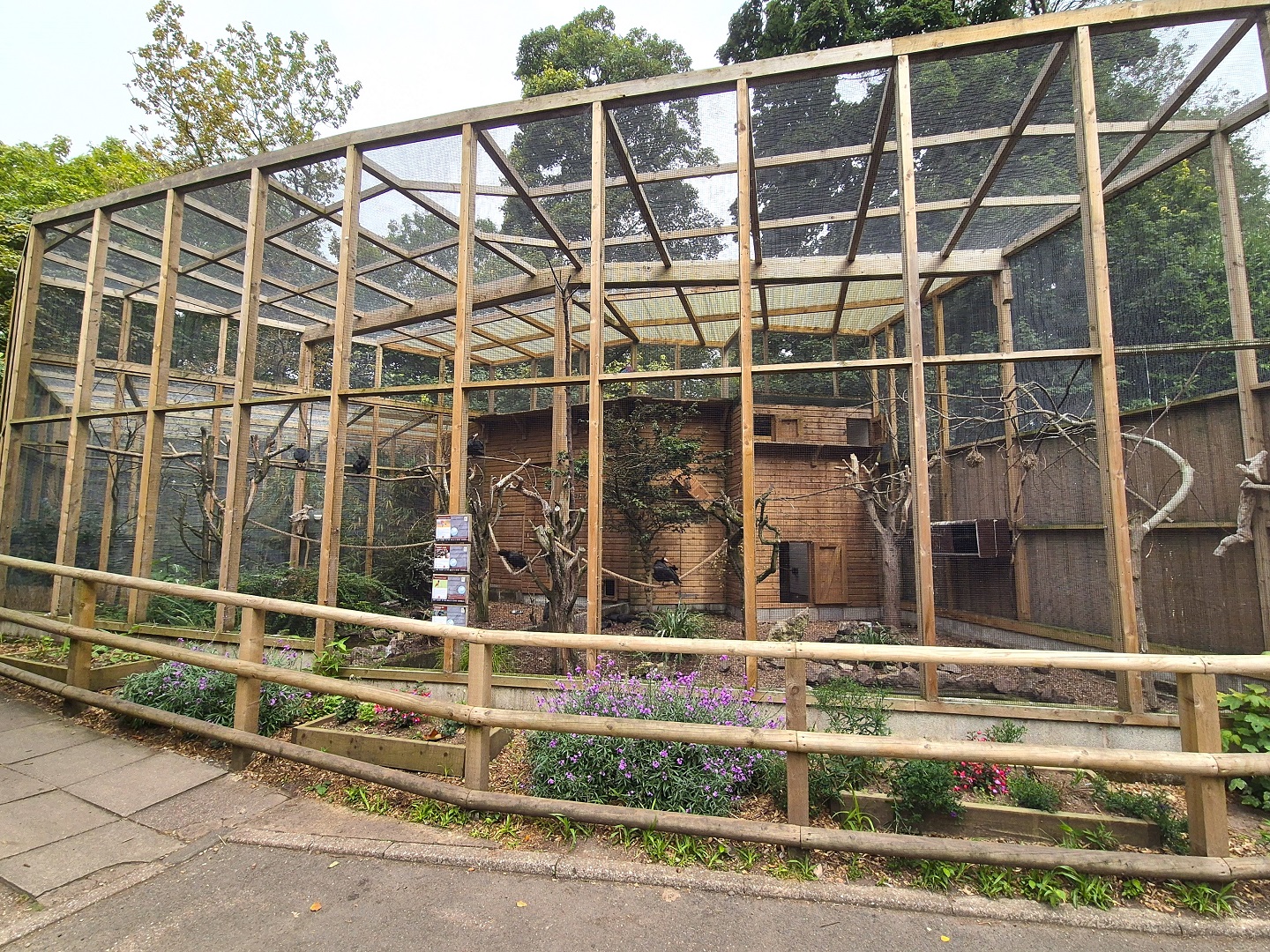 Waldrapp ibis aviary