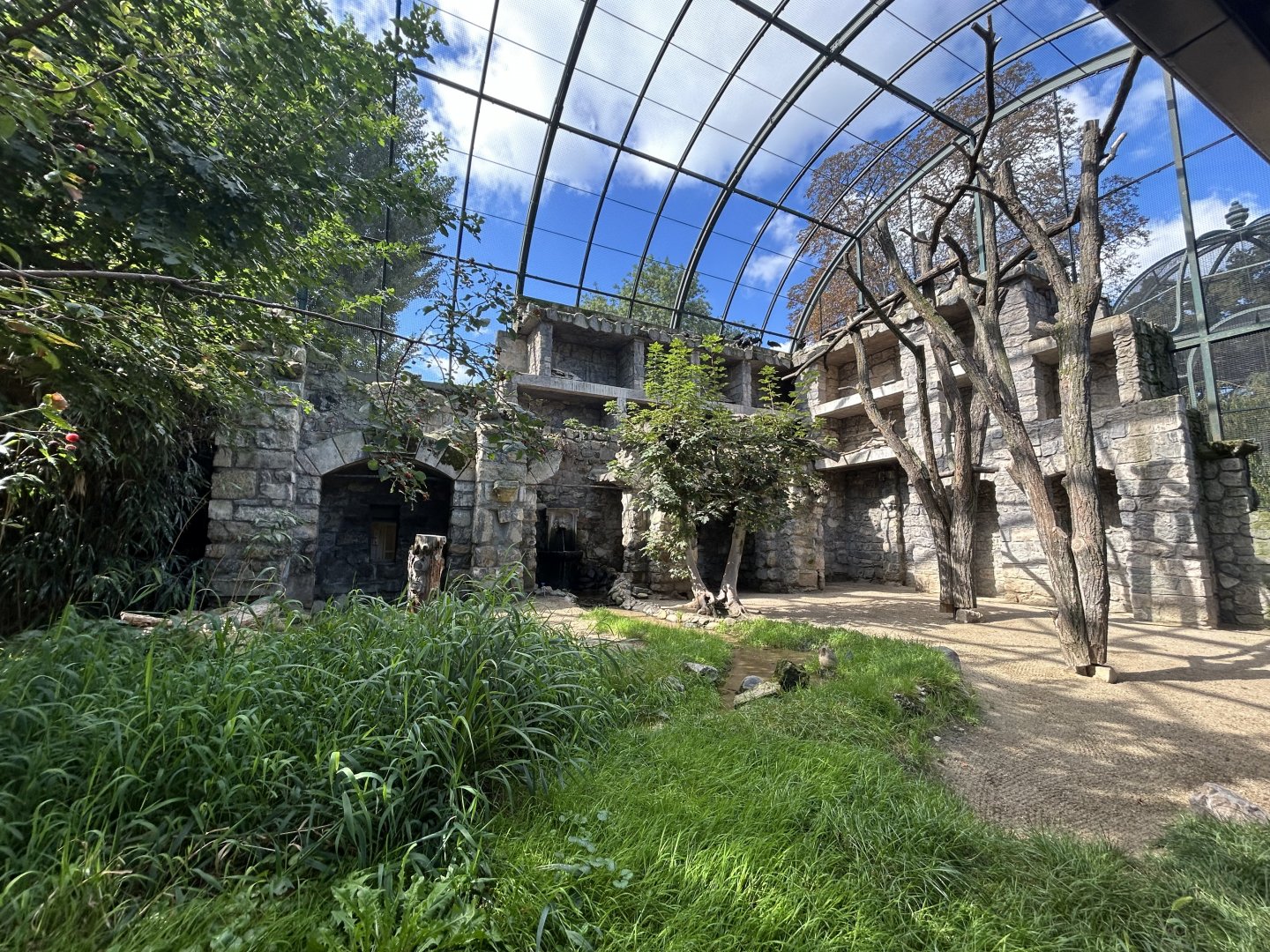 Waldrapp Ibis Aviary