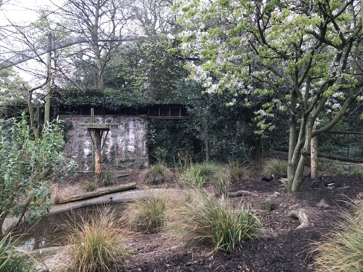 Waldrapp ibis enclosure