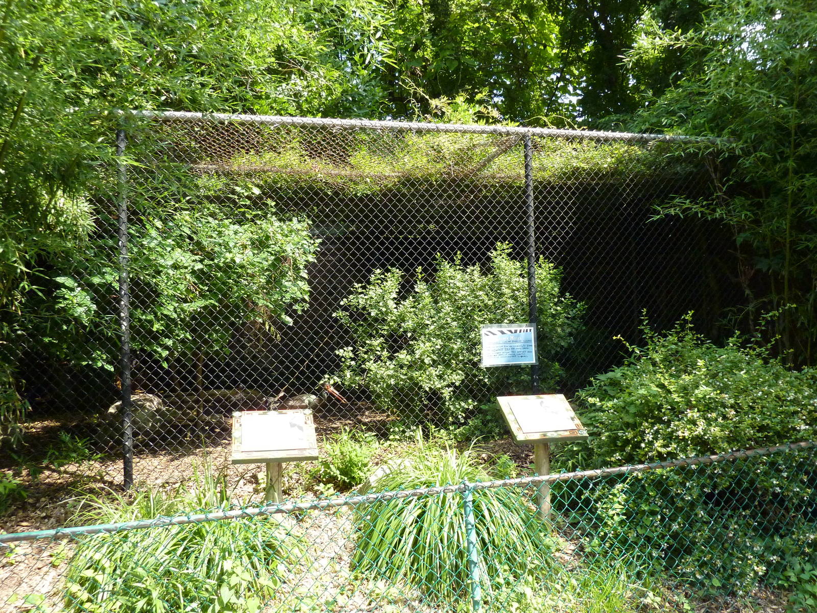 Waldrapp Ibis/European Black Stork Exhibit