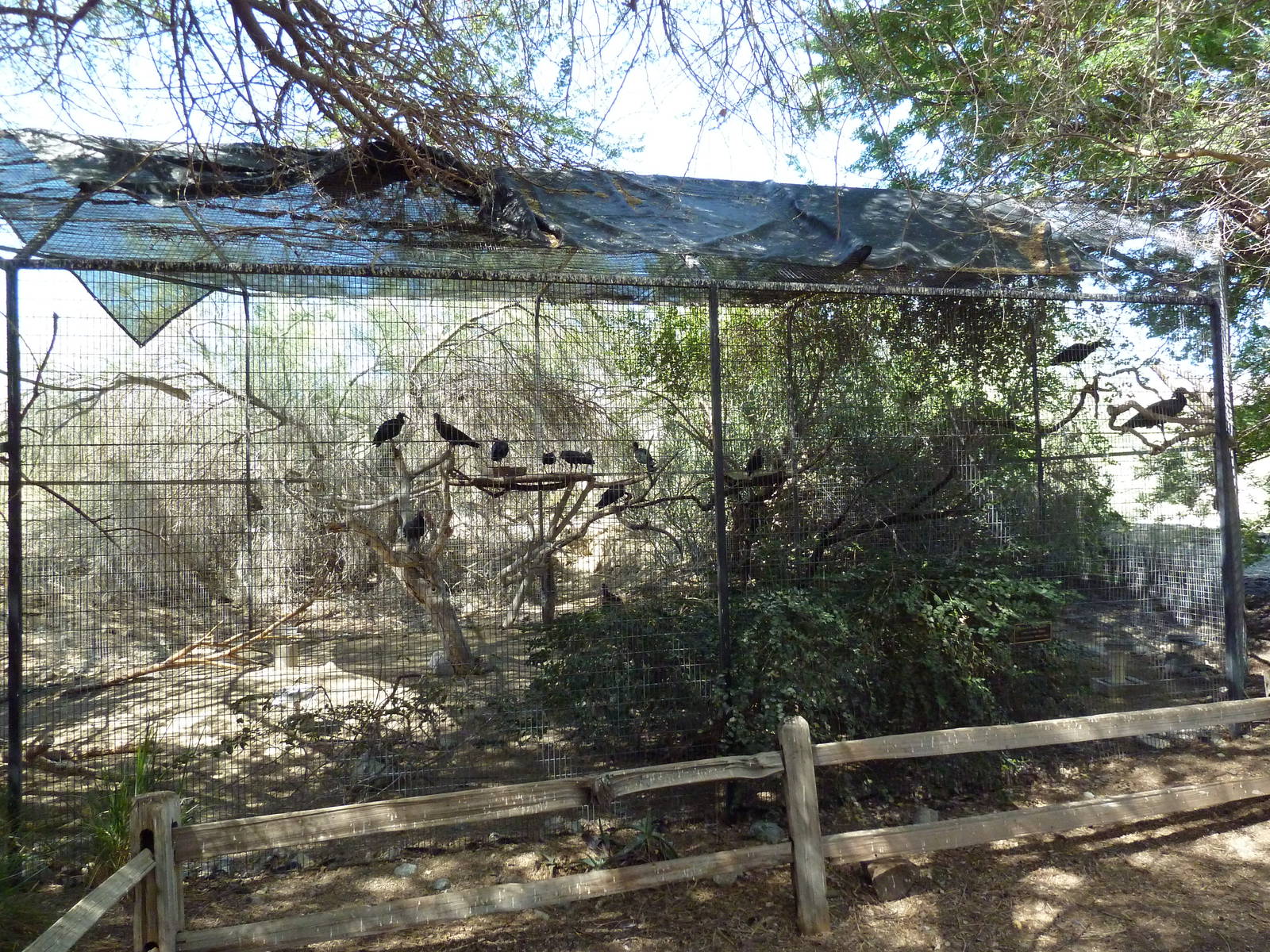 Waldrapp Ibis Exhibit