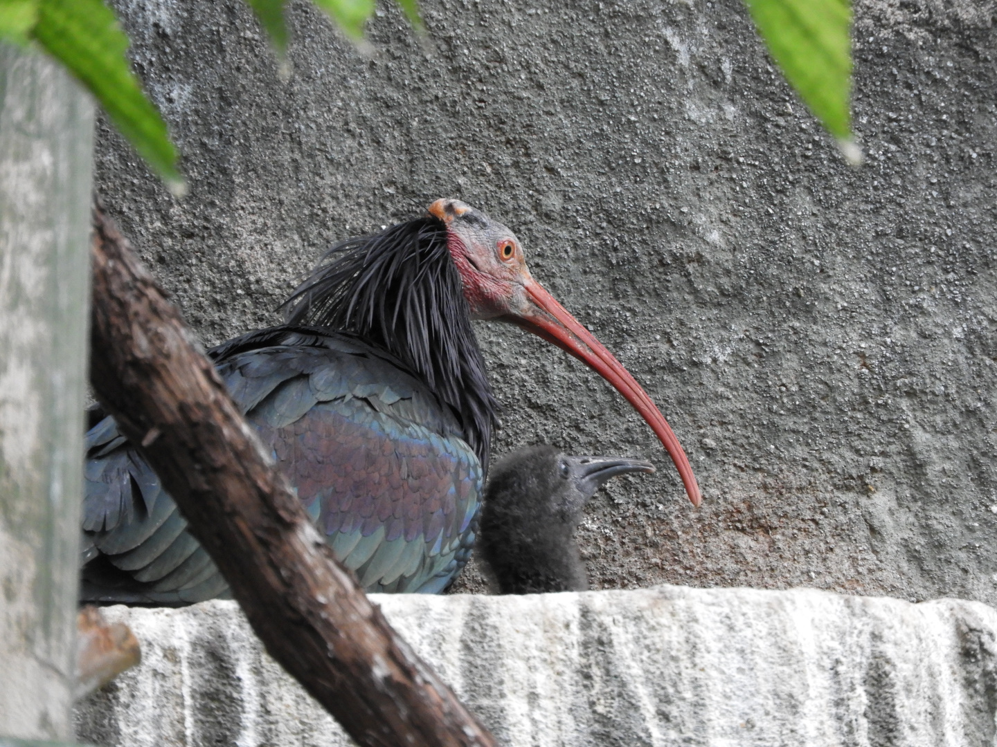 Waldrapp Ibis (Geronticus eremita) with chick