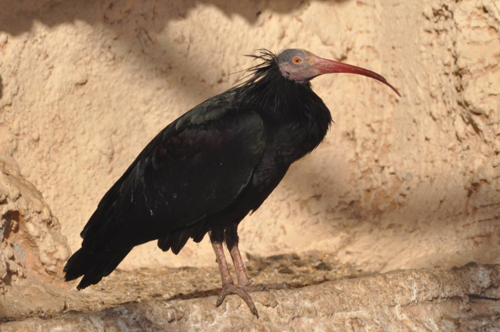 Waldrapp ibis/ Geronticus eremita