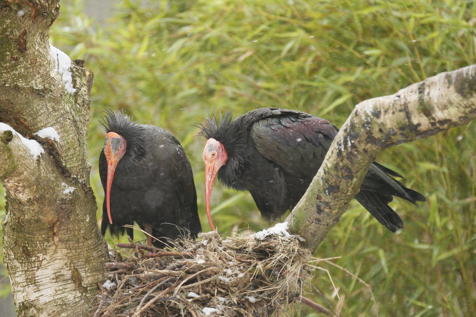 Waldrapp ibis (Geronticus eremita)