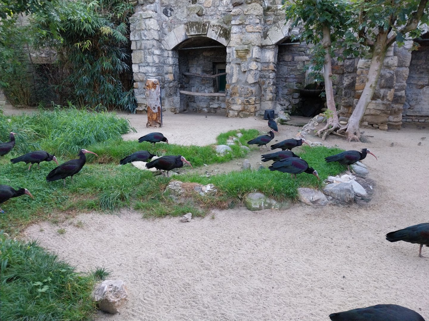 Waldrapp ibis (Geronticus eremita)