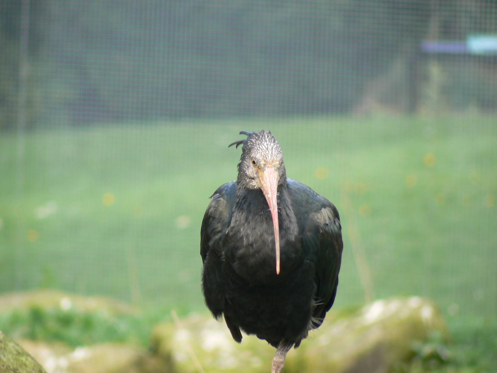 Waldrapp Ibis- Into Africa