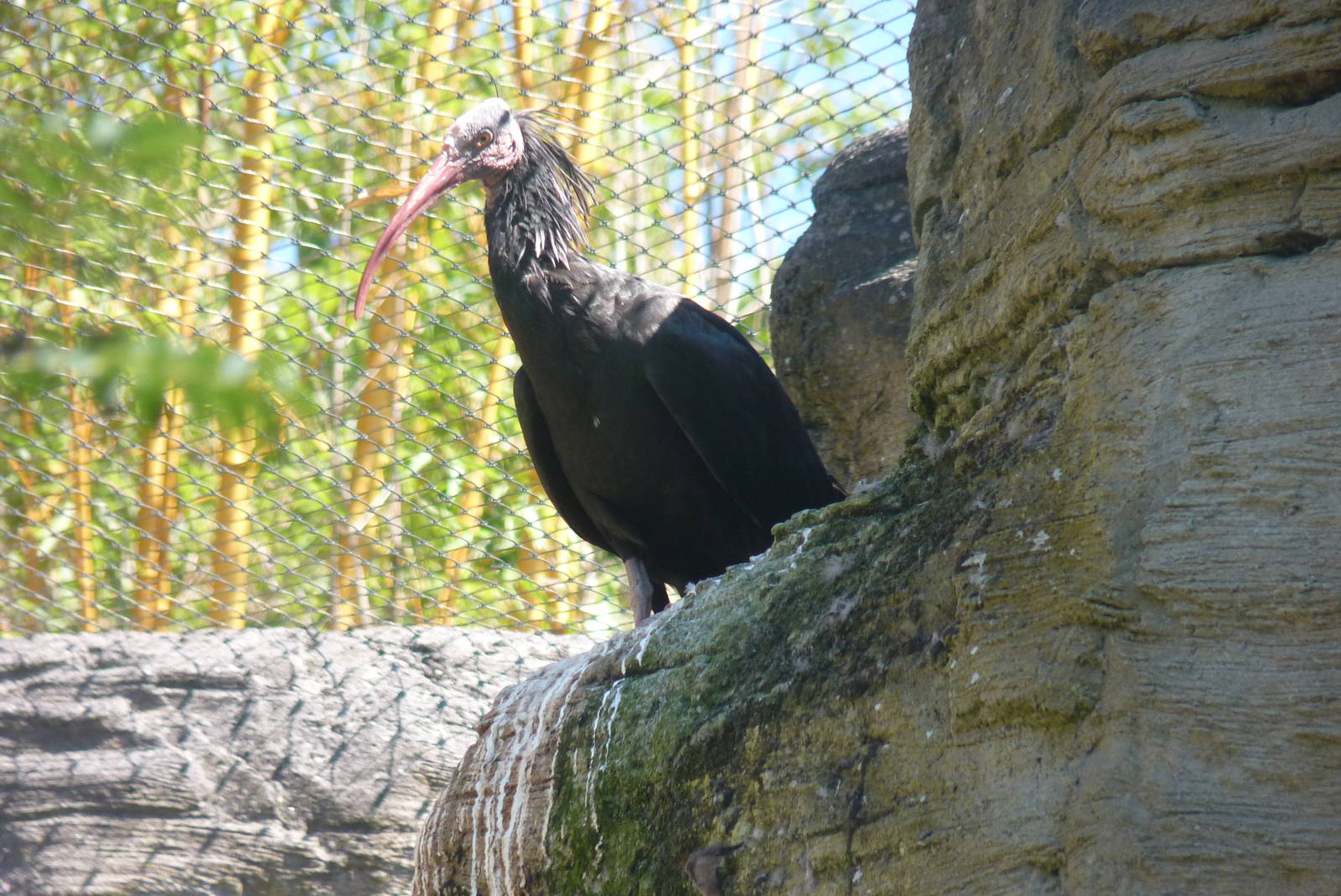 Waldrapp Ibis, July 2016