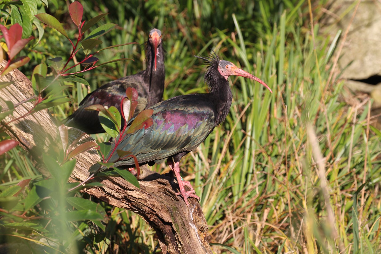 Waldrapp Ibis, Marwell, October 2019