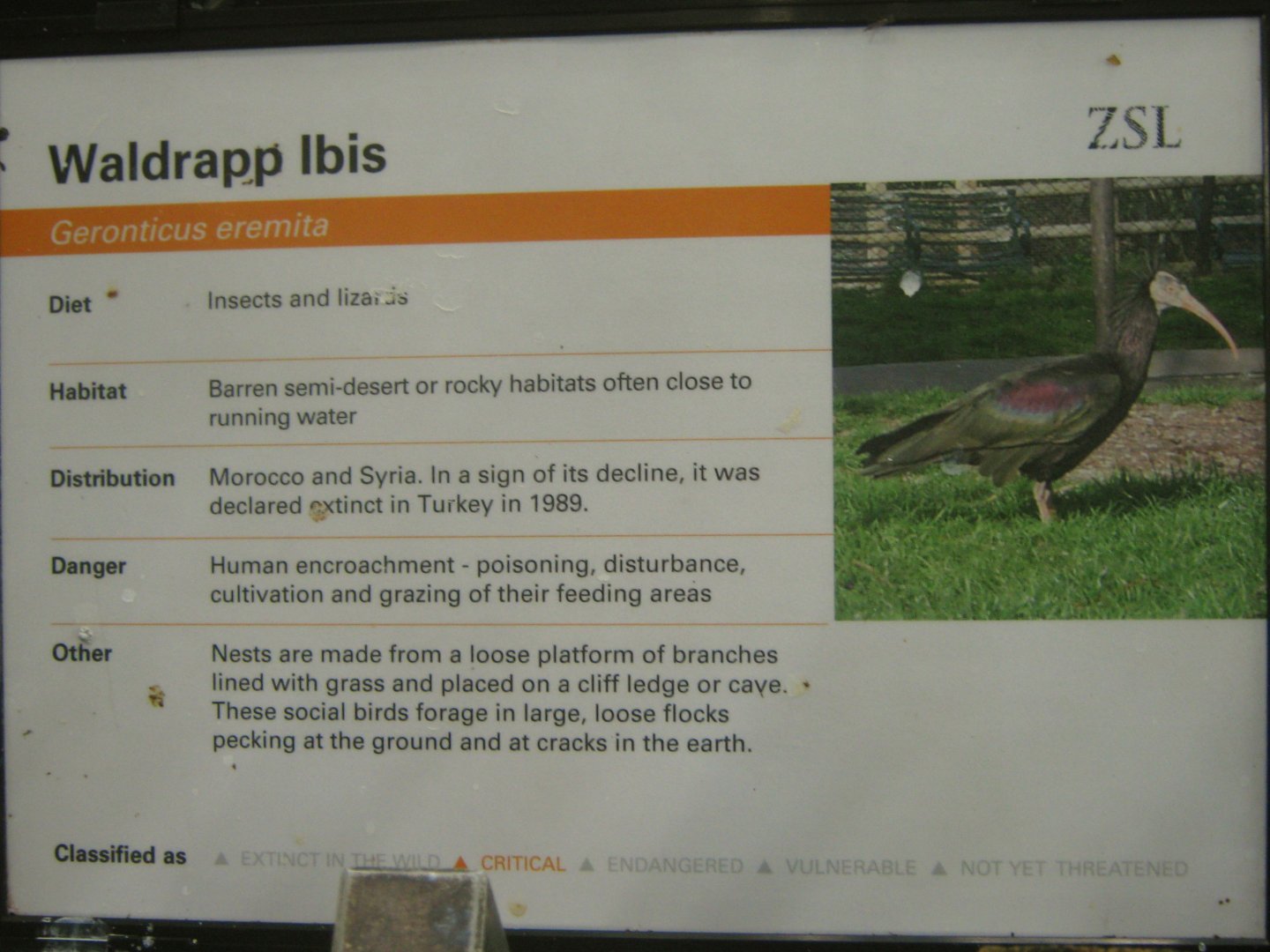 Waldrapp Ibis Sign