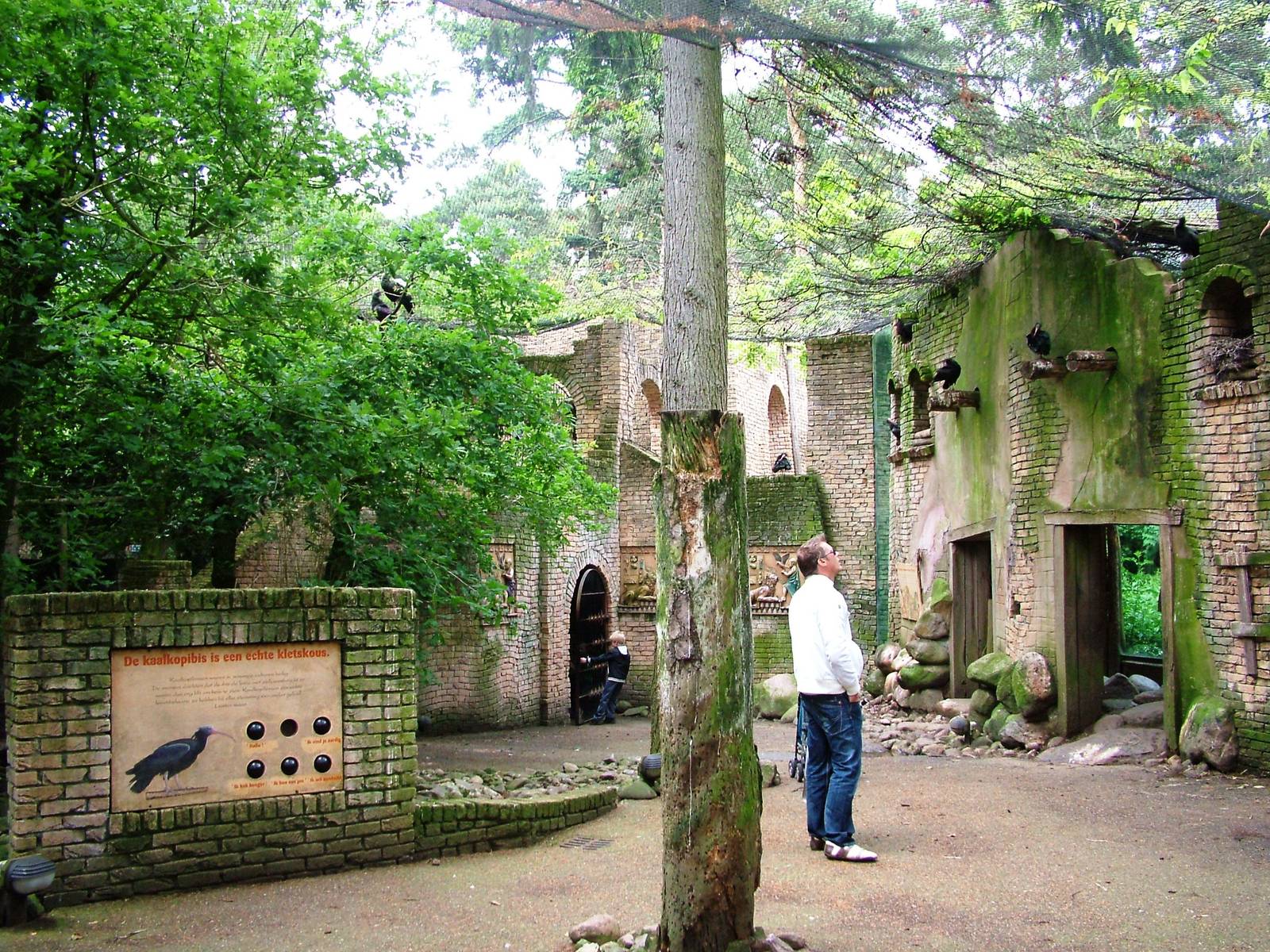 Waldrapp Ibis Walkthrough at Amersfoort, 01/06/12