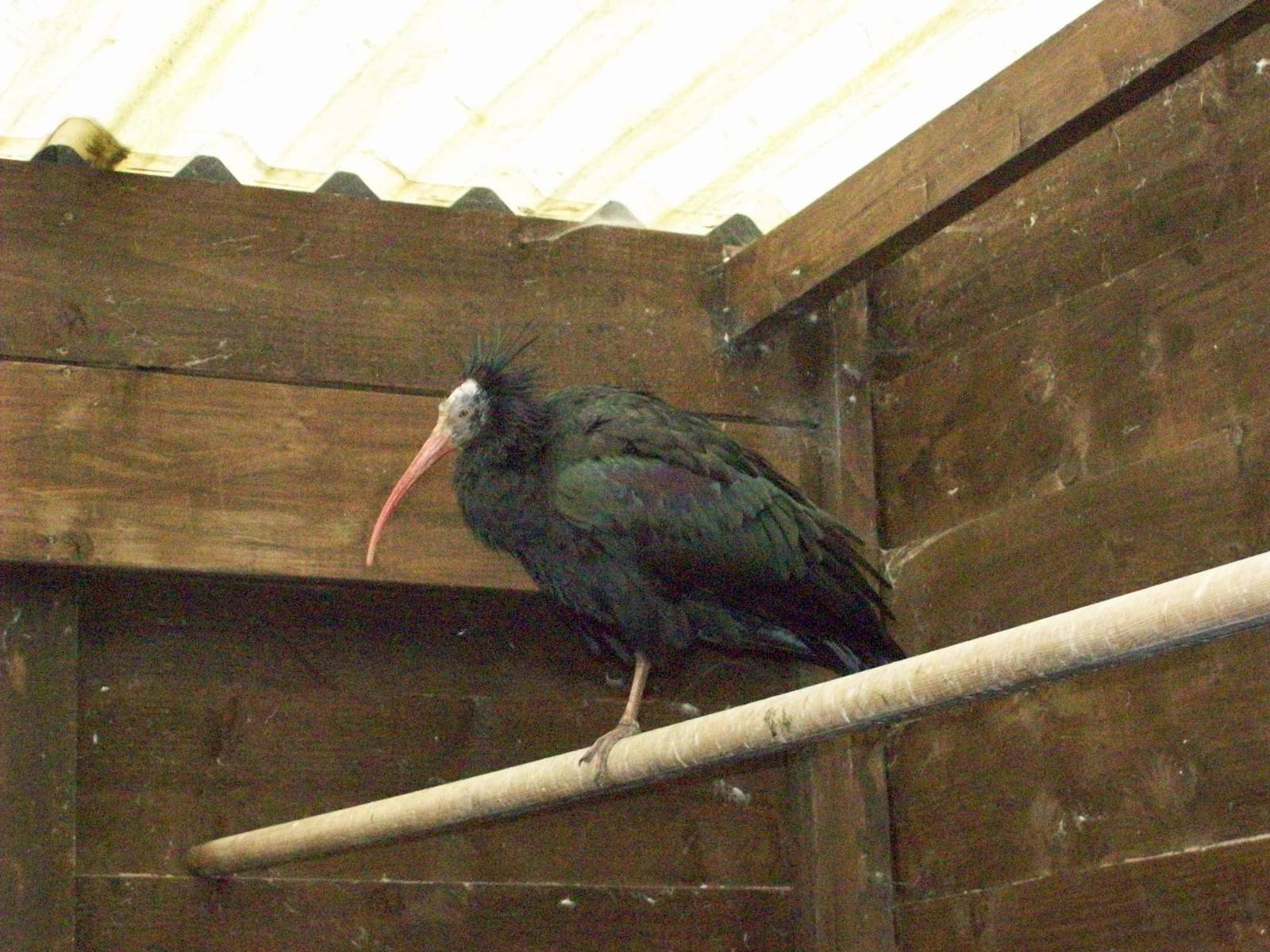 waldrapp ibis