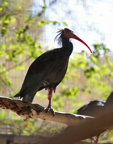 waldrapp ibis