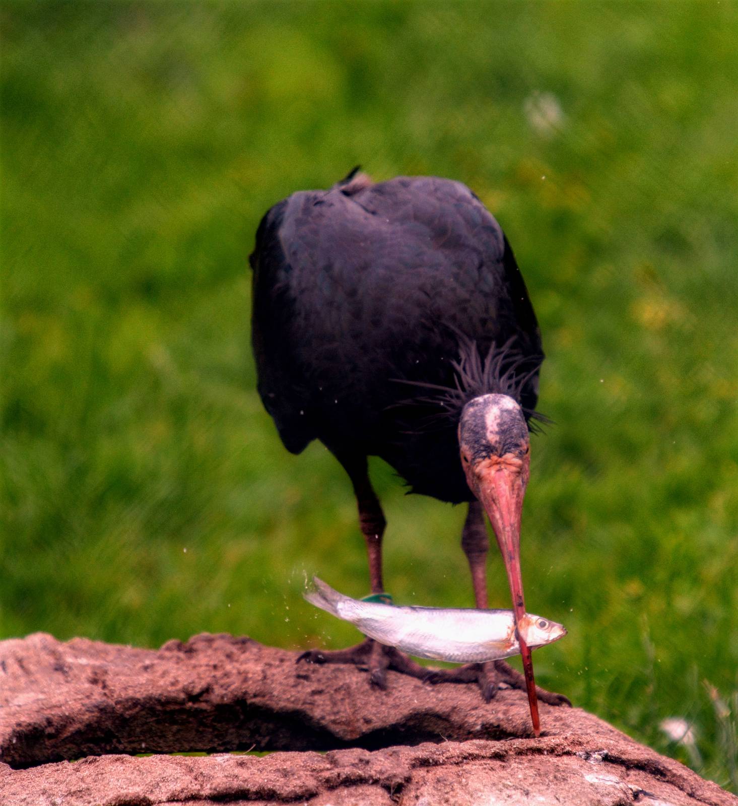 waldrapp ibis