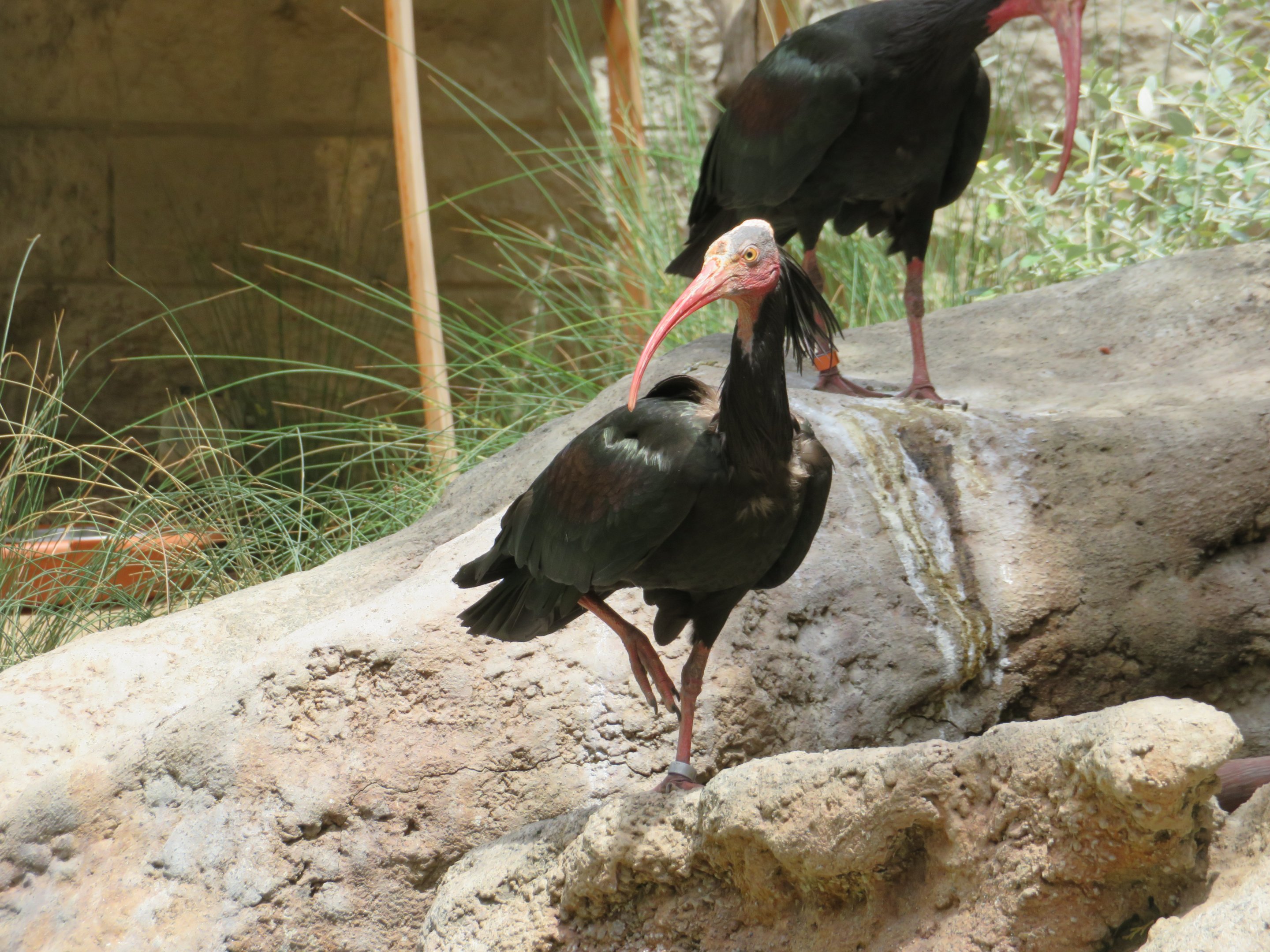 Waldrapp Ibis