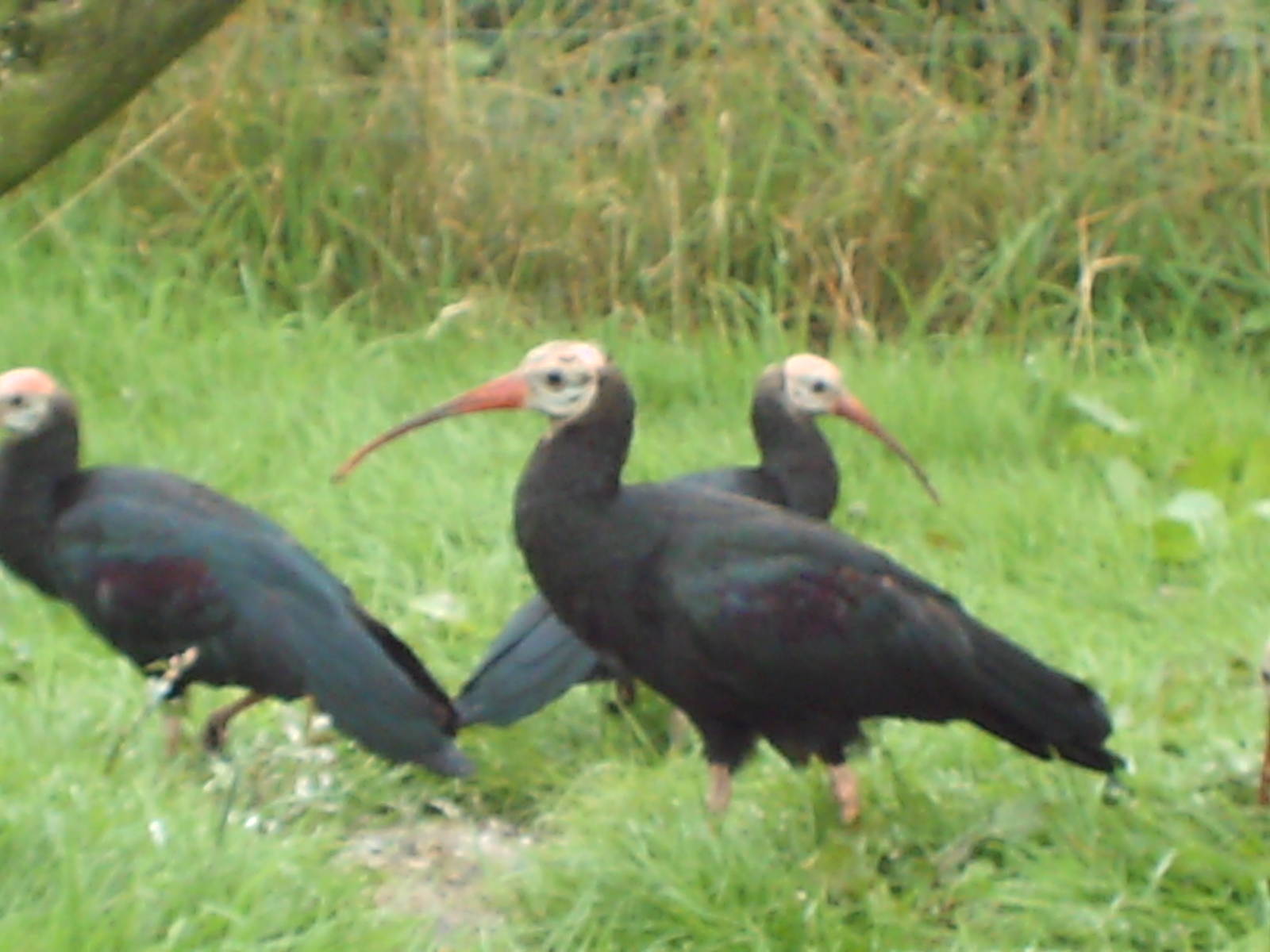 Waldrapp Ibis