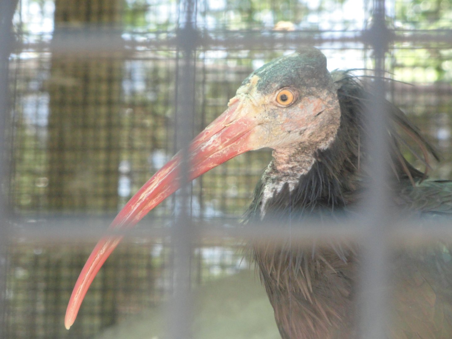 Waldrapp Ibis
