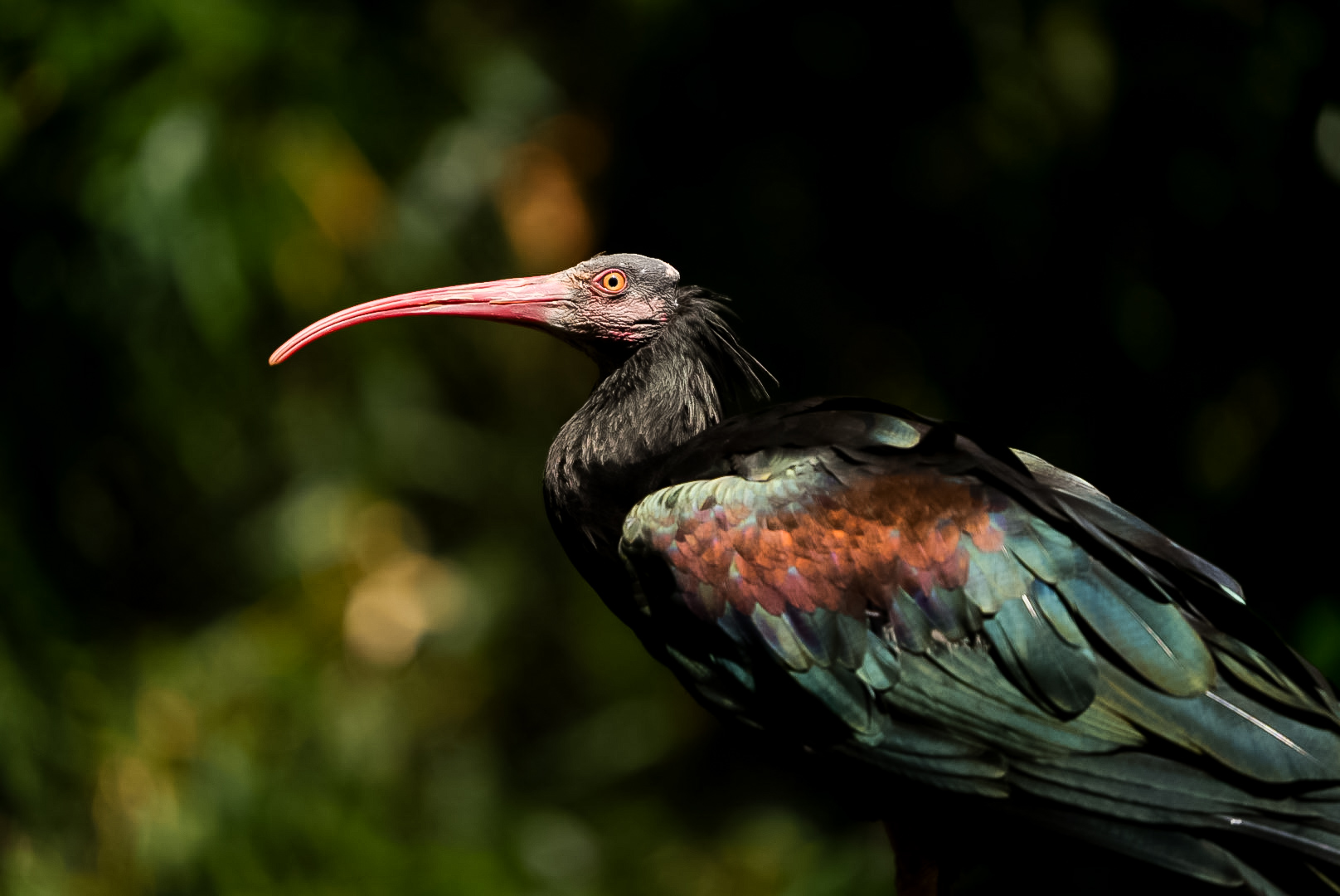 Waldrapp Ibis