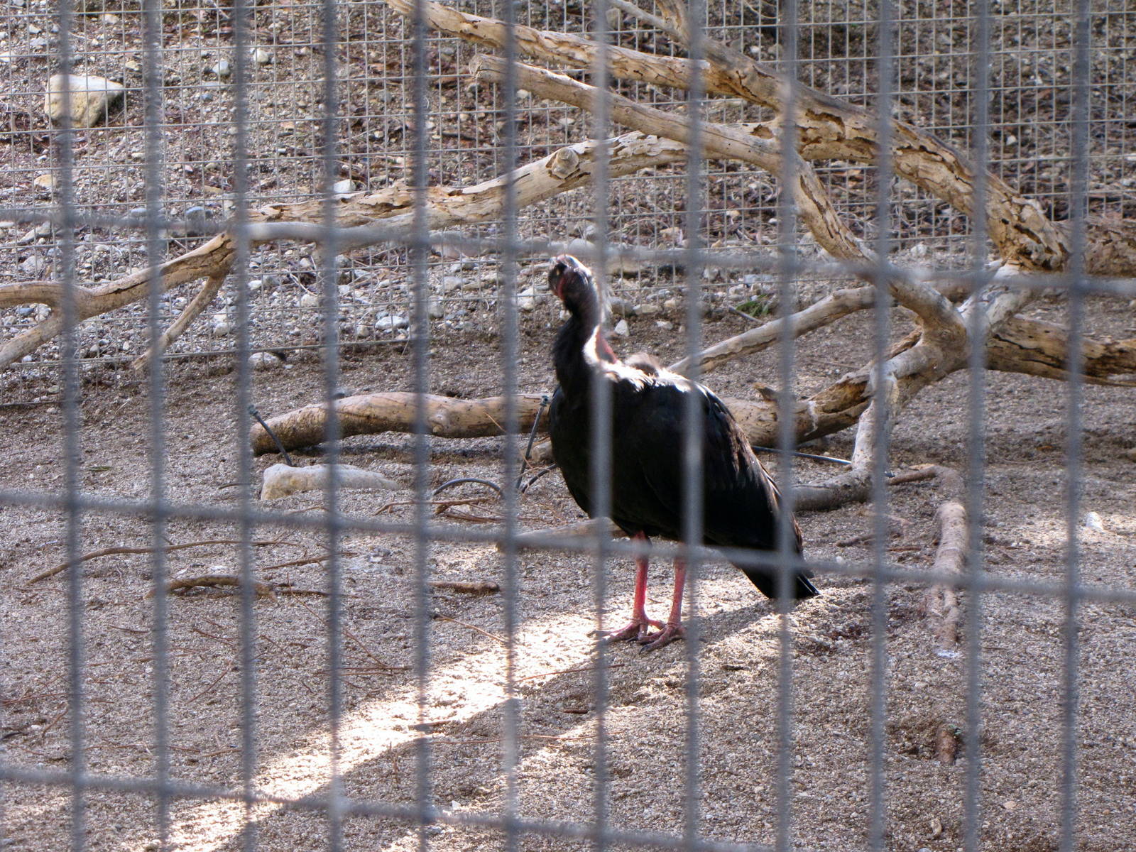 Waldrapp Ibis