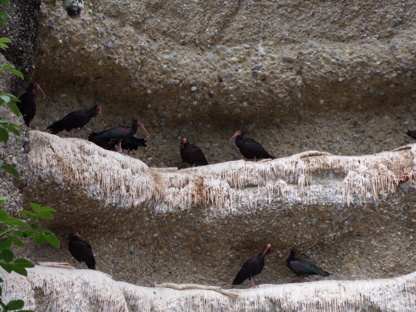 Waldrapp ibises 9.7.25
